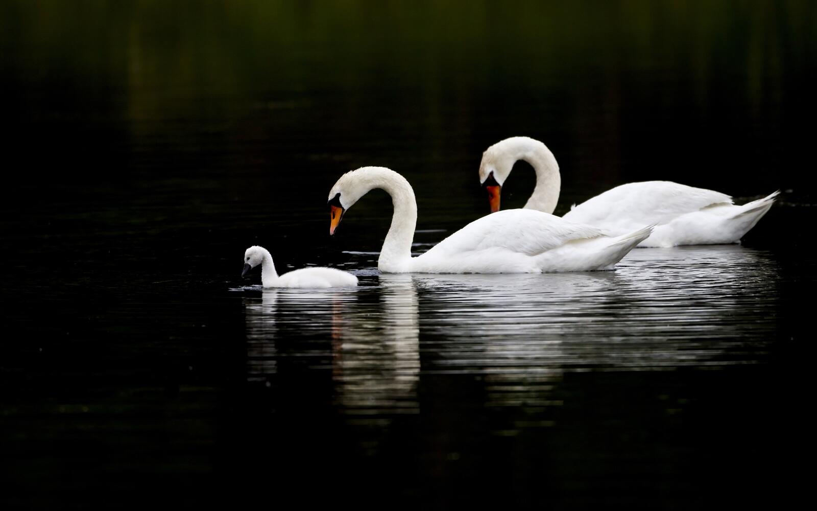Wallpapers swans family water on the desktop
