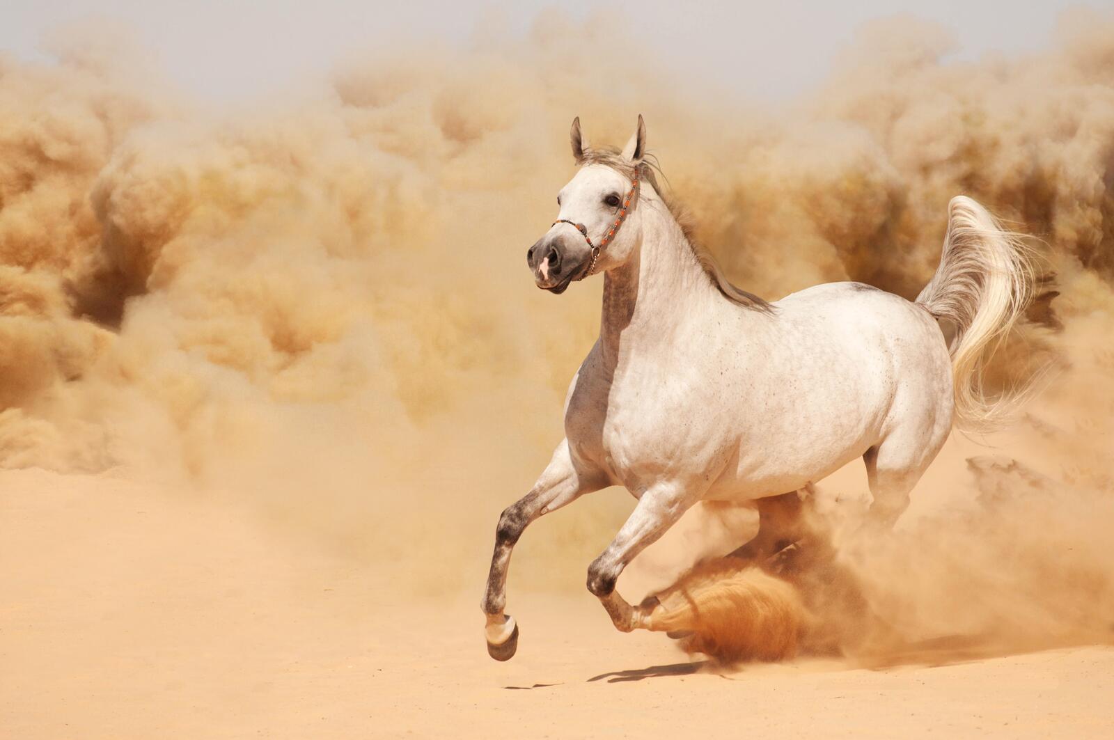 Wallpapers beautiful horse sand on the desktop
