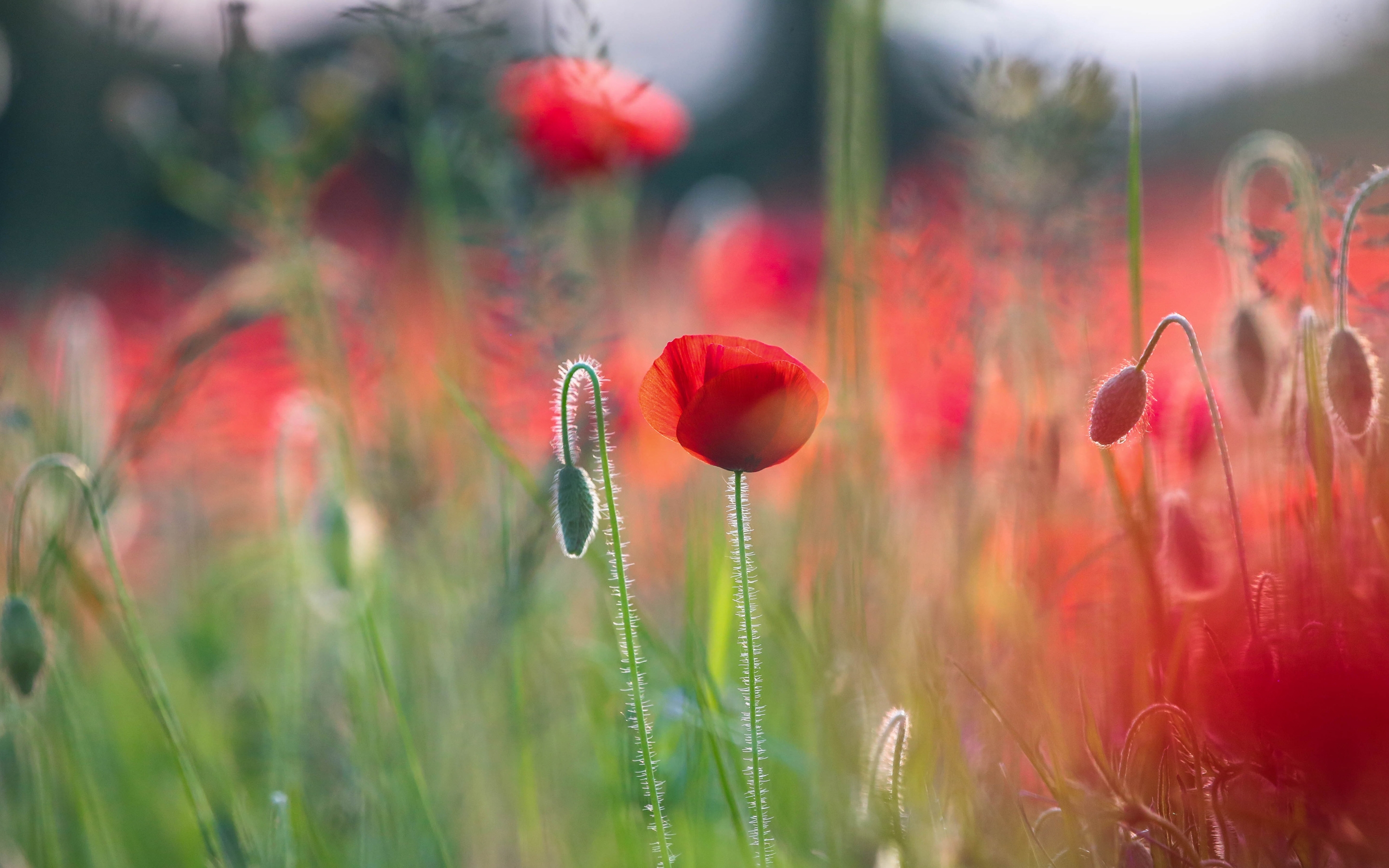 Wallpapers close wallpaper poppies nature on the desktop