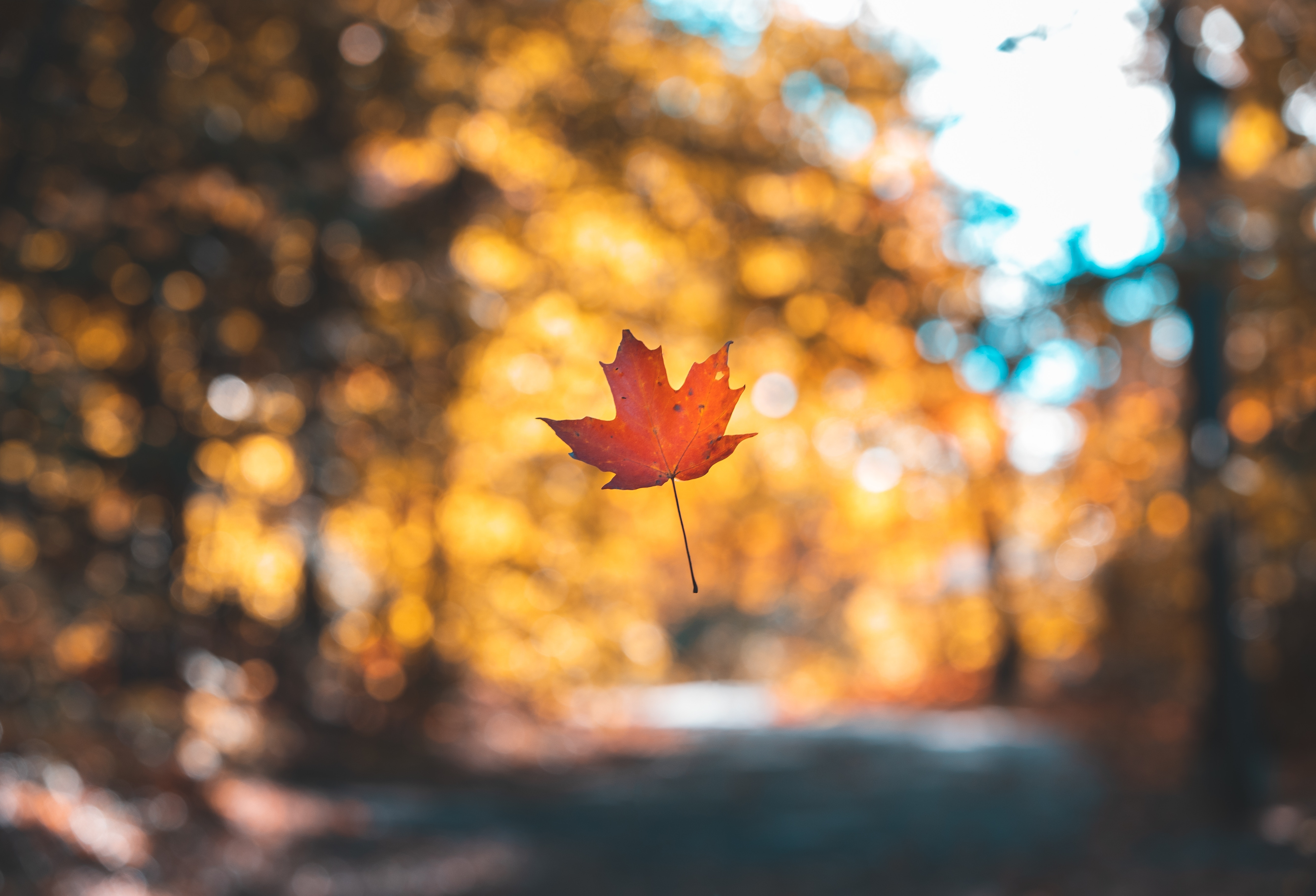 Photo free wallpaper leaf, autumn, photos