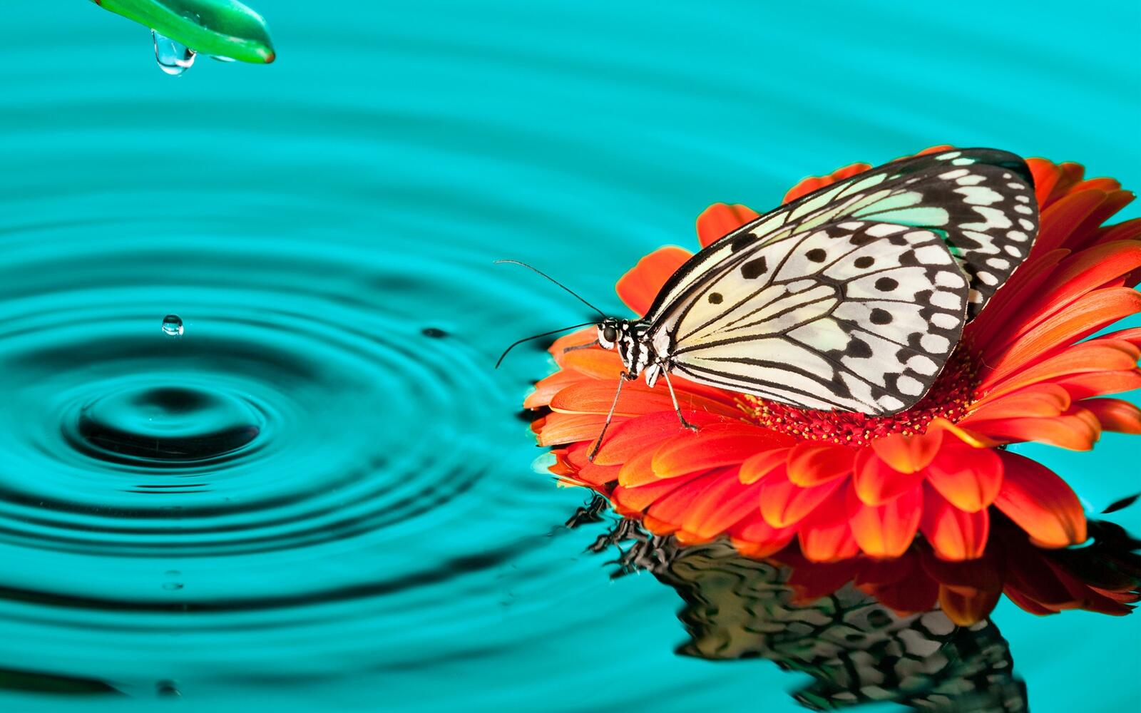 Wallpapers butterfly drops nature on the desktop