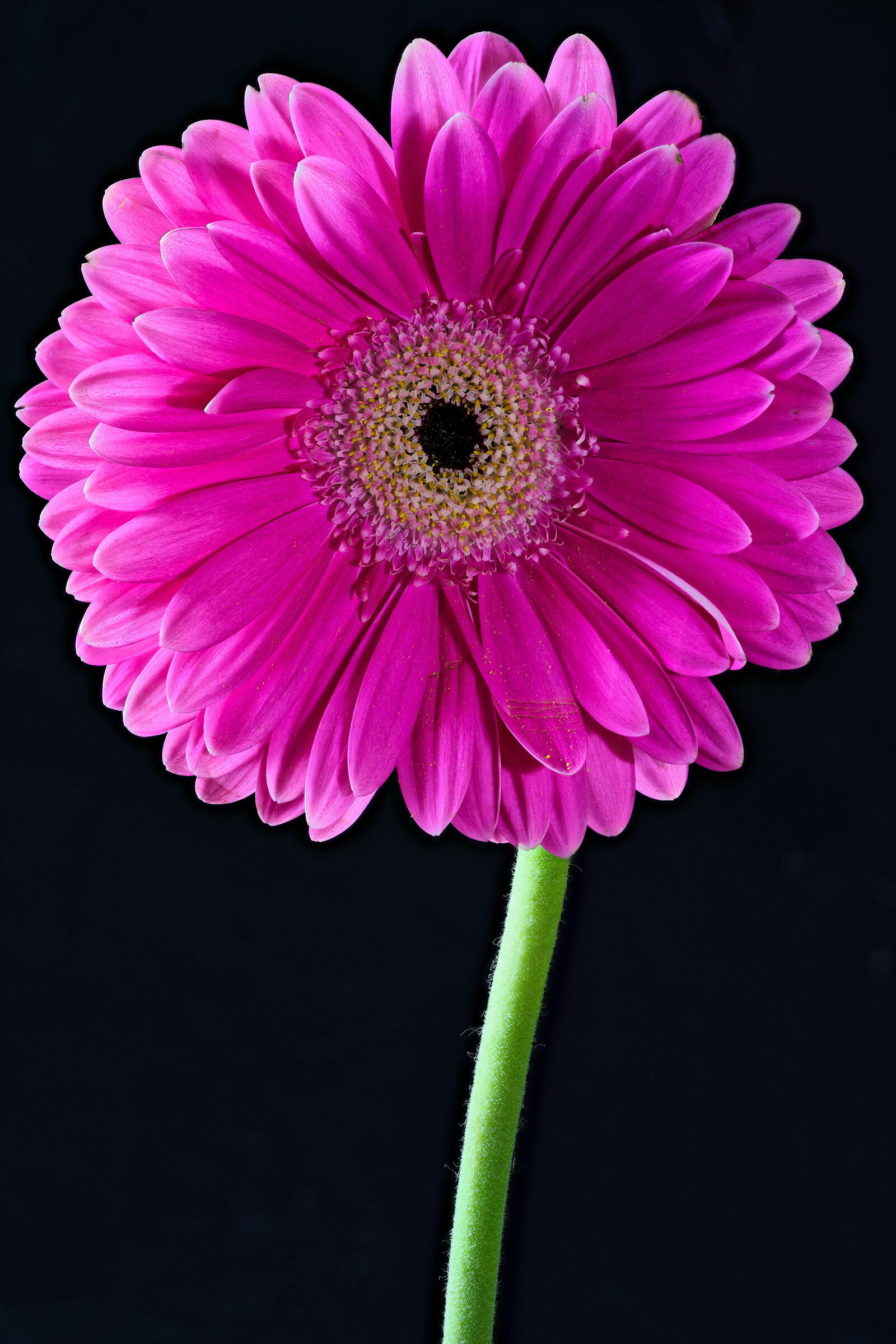 Обои цветок гербера розовый цвет на рабочий стол
