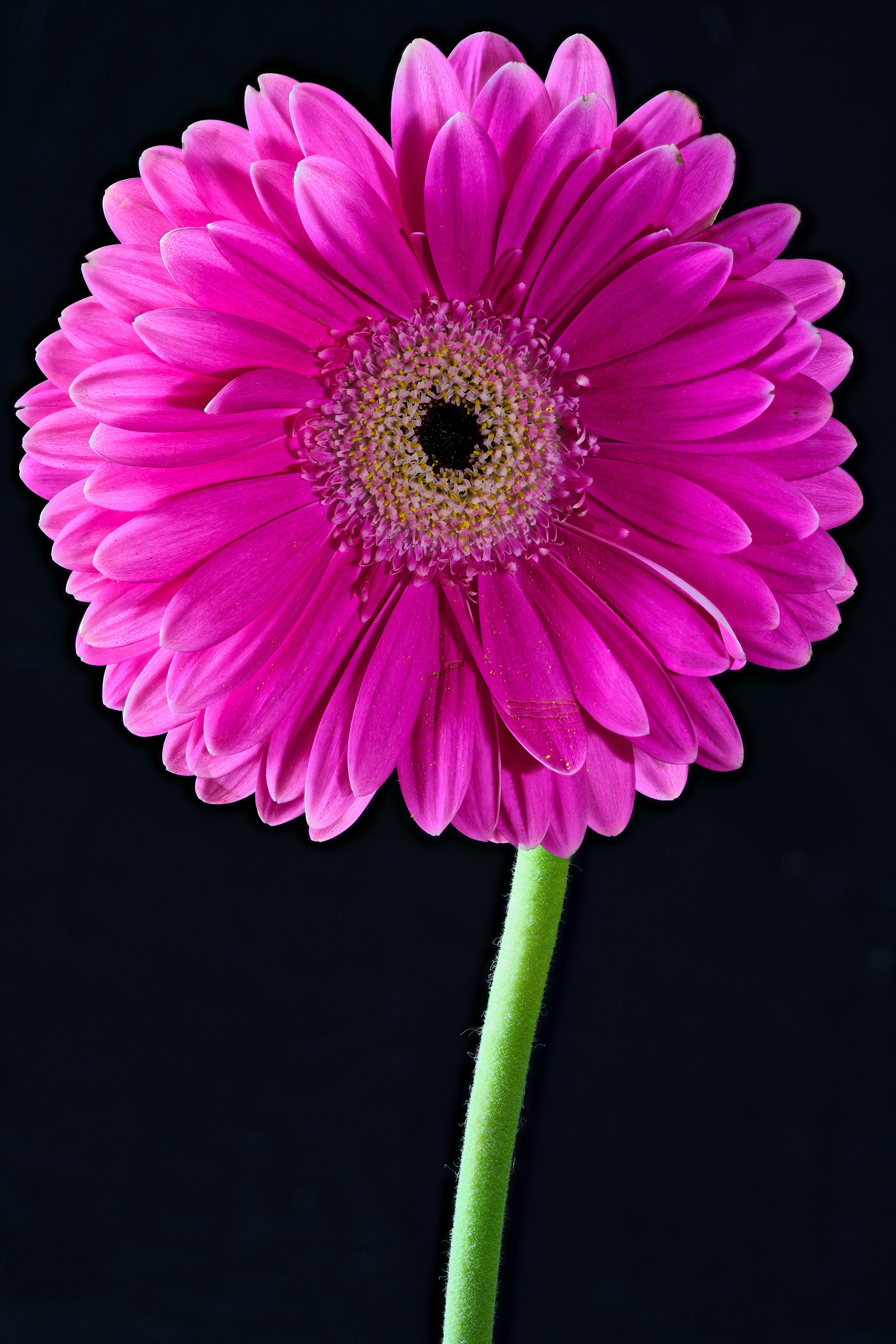 Фото бесплатно цветок, гербера, розовый цвет