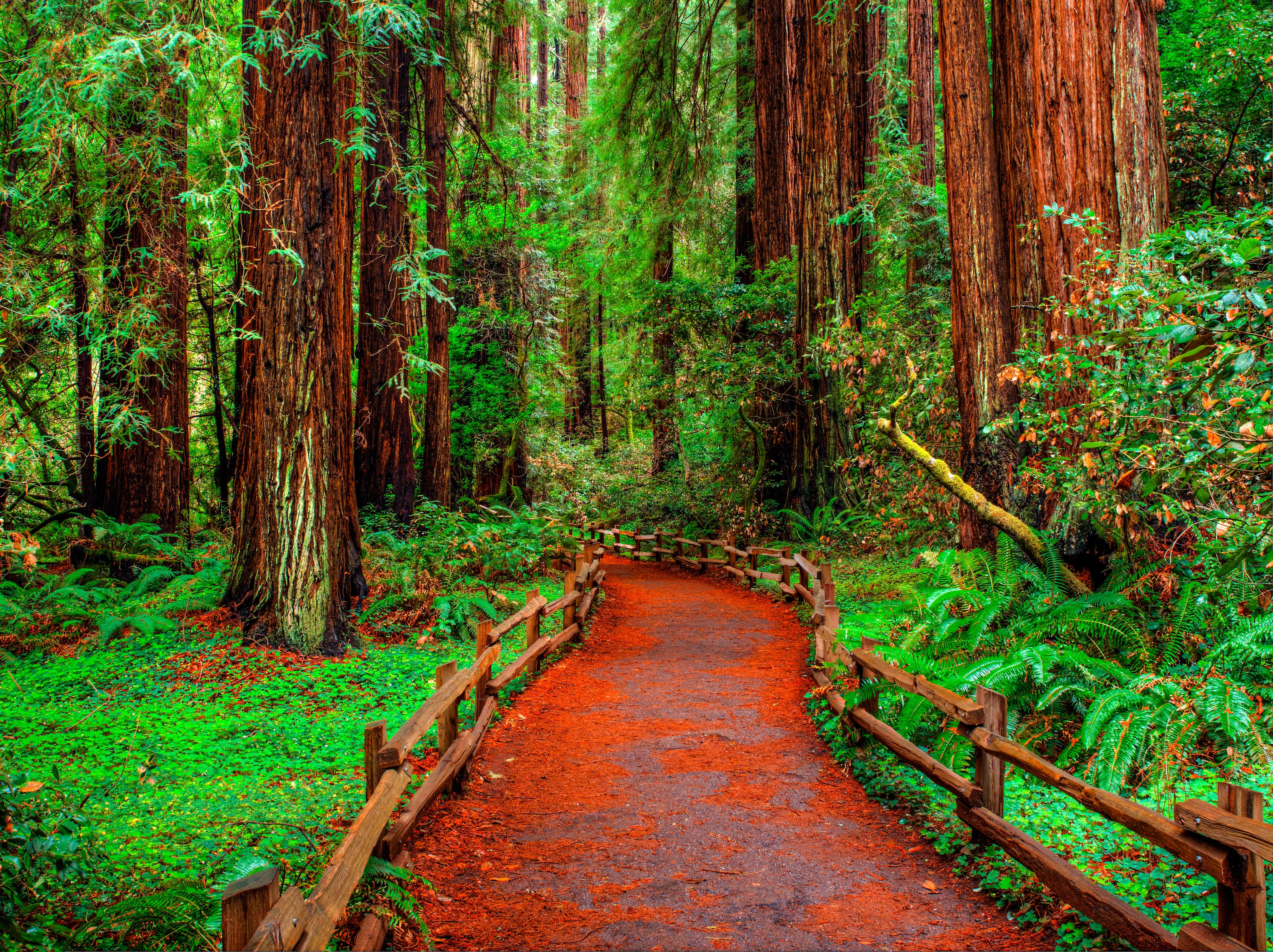 Wallpapers Muir Woods path forest on the desktop