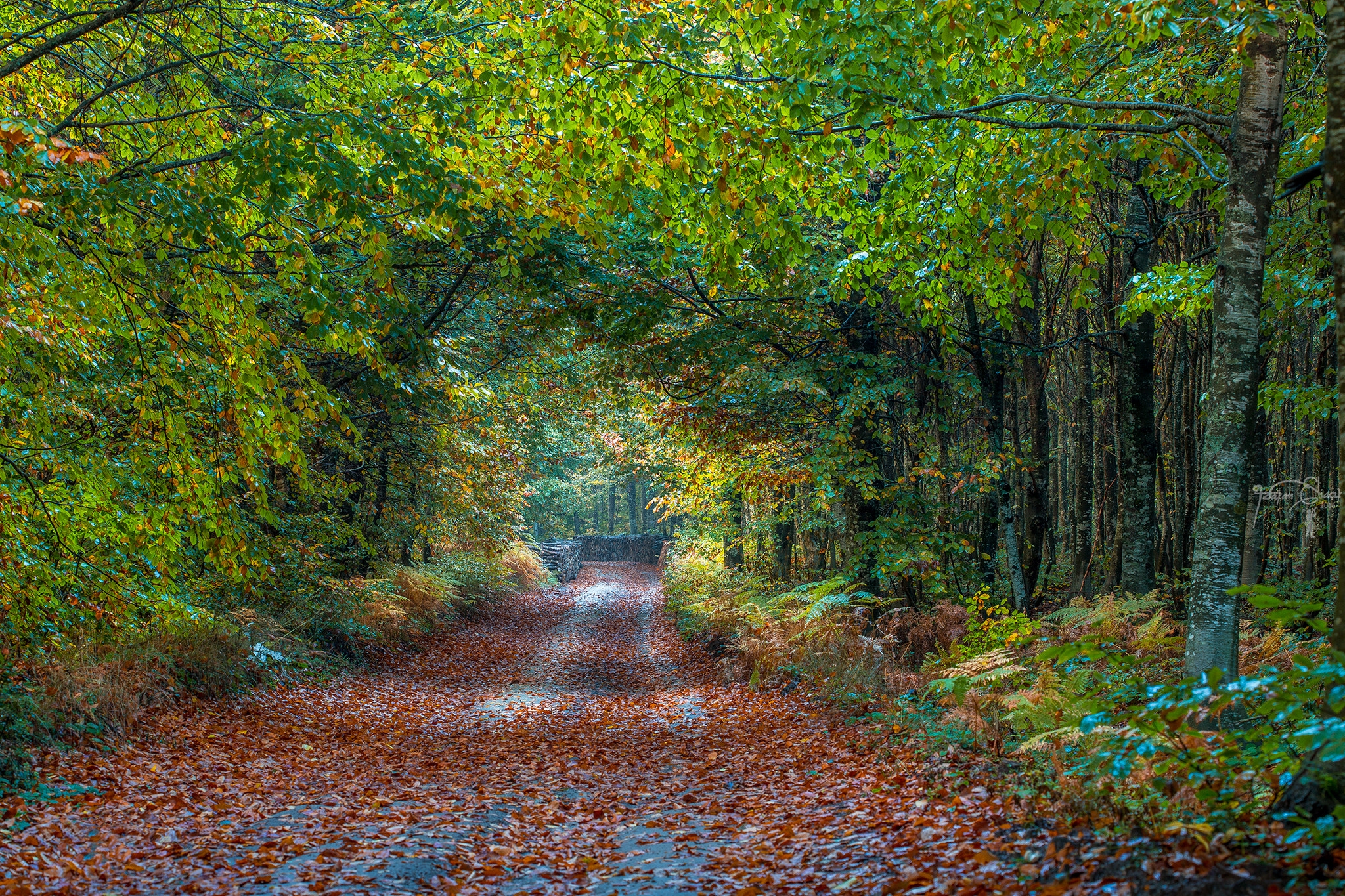 Wallpapers nature road in the forest trees on the desktop