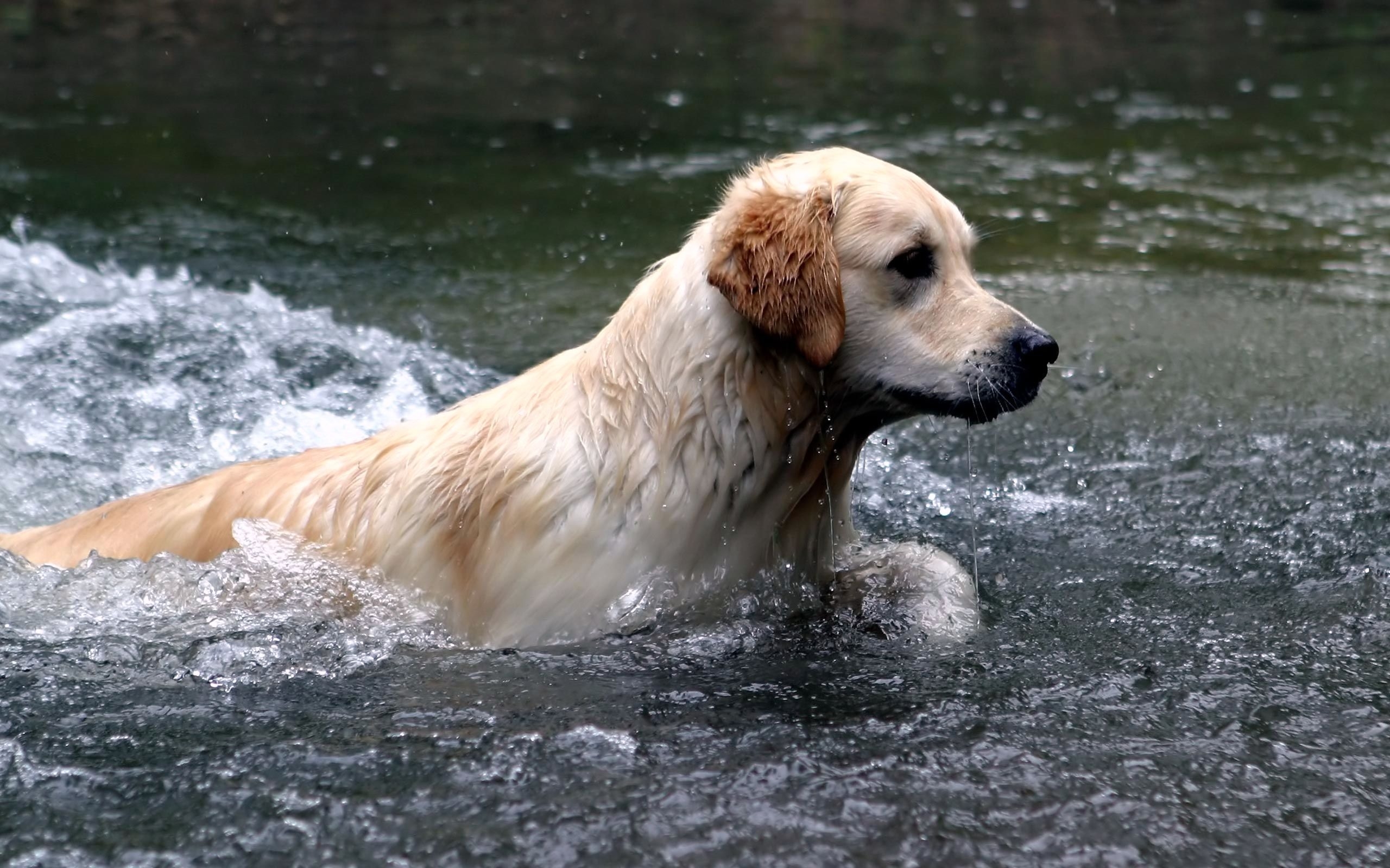 Обои обои золотой ретривер, плавание, река, собаки - бесплатные картинки на Fonwall