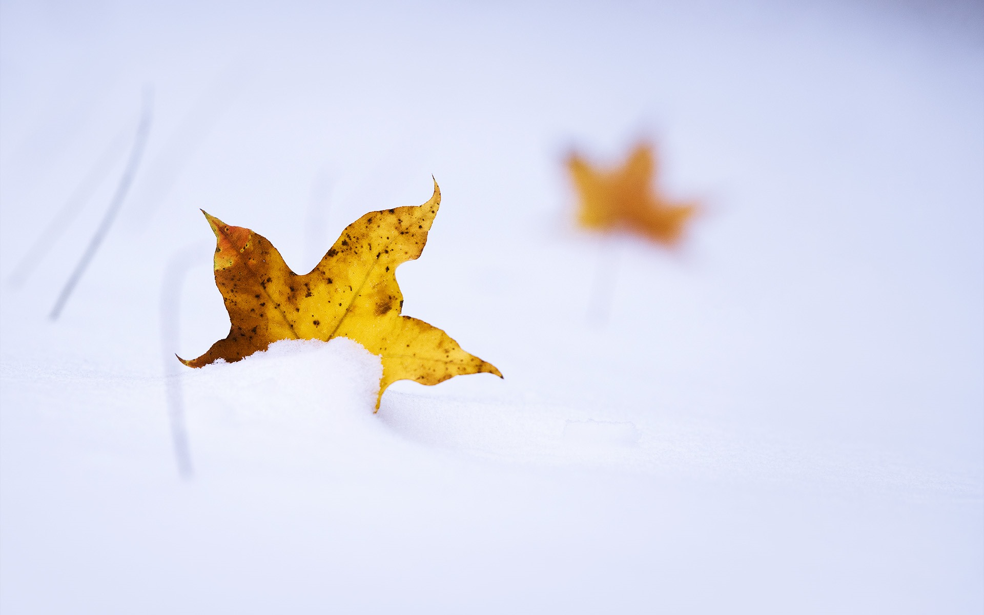 黄色的秋叶躺在雪中