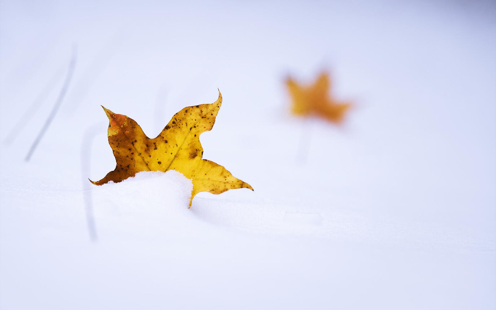 Free photo Yellow autumn leaves lie in the snow