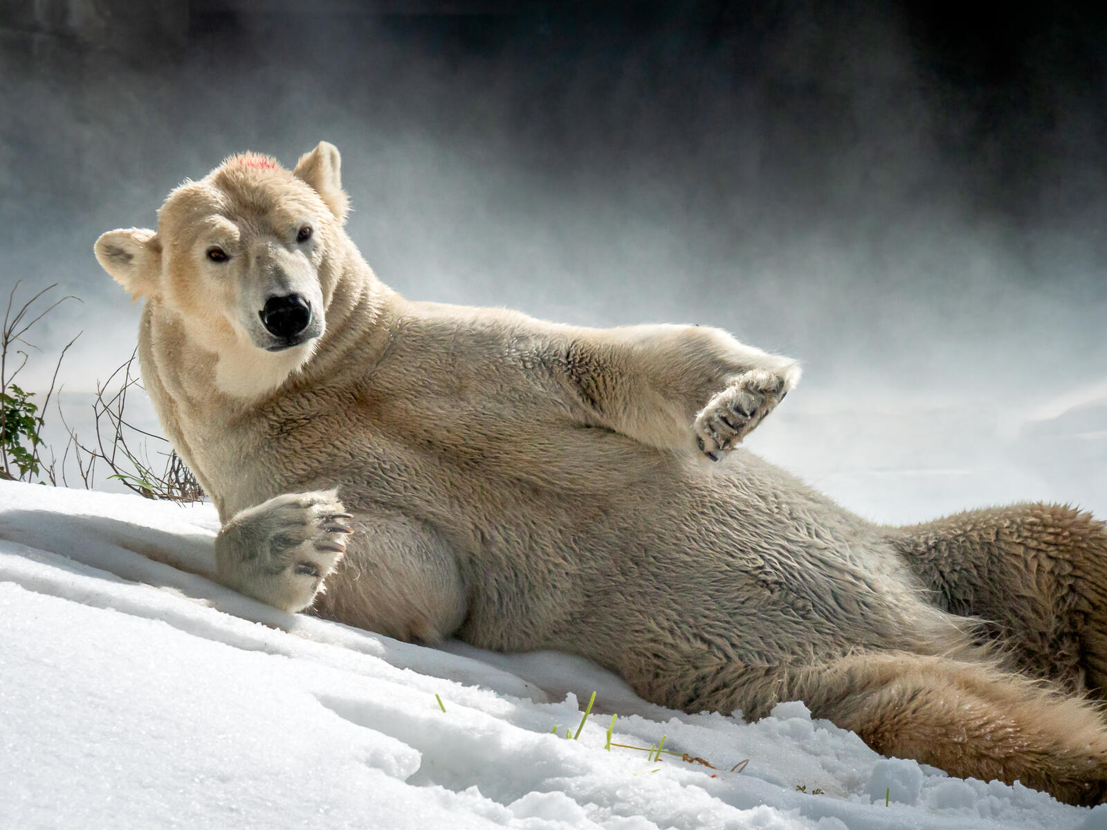 Обои белый медведь снег полярный медведь на рабочий стол