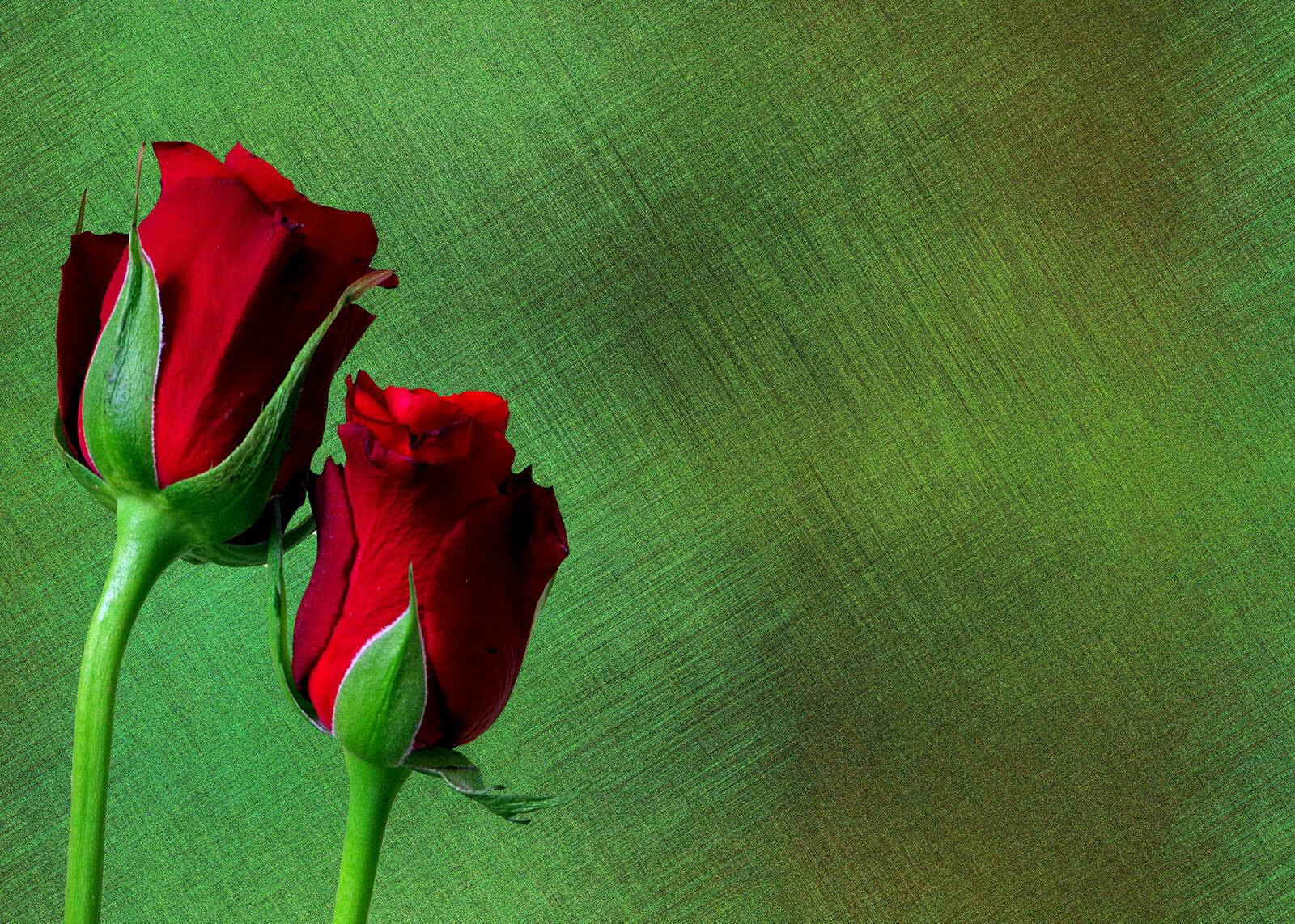 Free photo roses on a green background