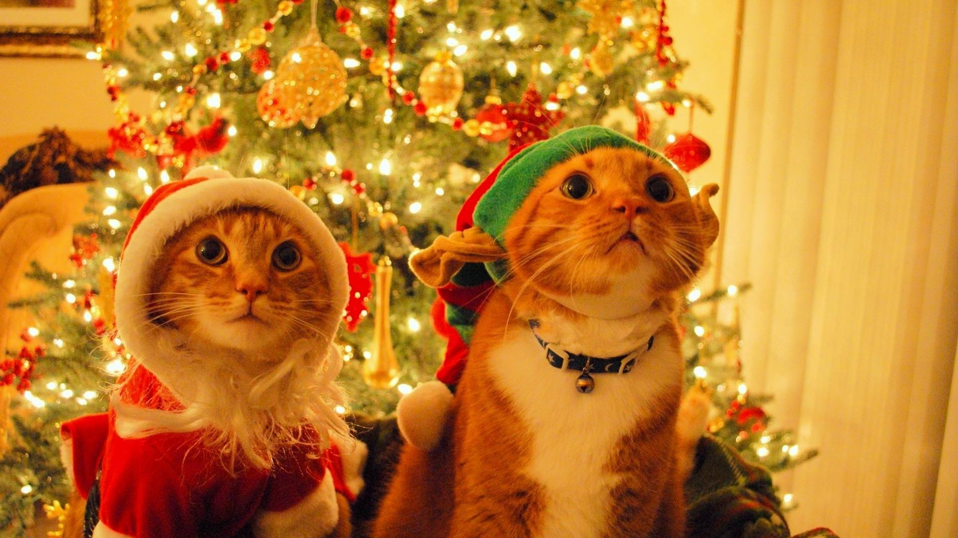 桌面上的壁纸两只猫 圣诞帽 圣诞树