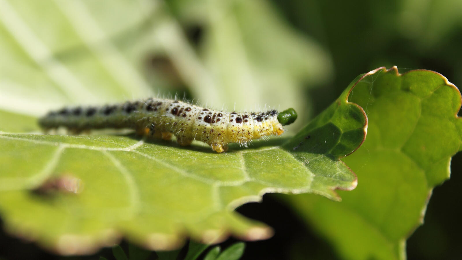 Wallpapers wallpaper caterpillar reptile insects on the desktop