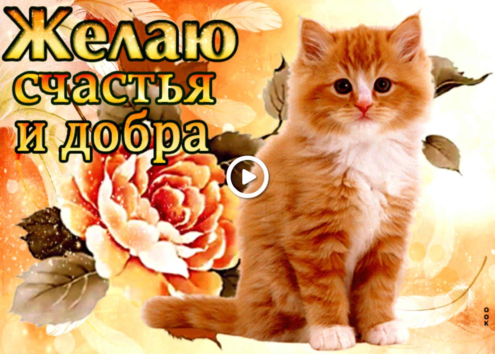 i wish you happiness and kindness virtual with a cat ginger kitten