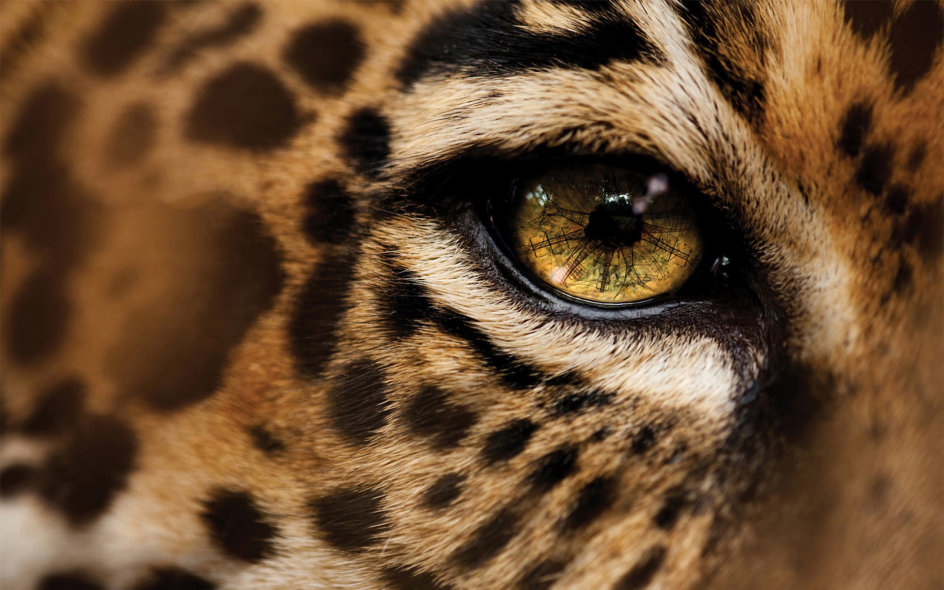 Обои леопард глаз крупный план на рабочий стол