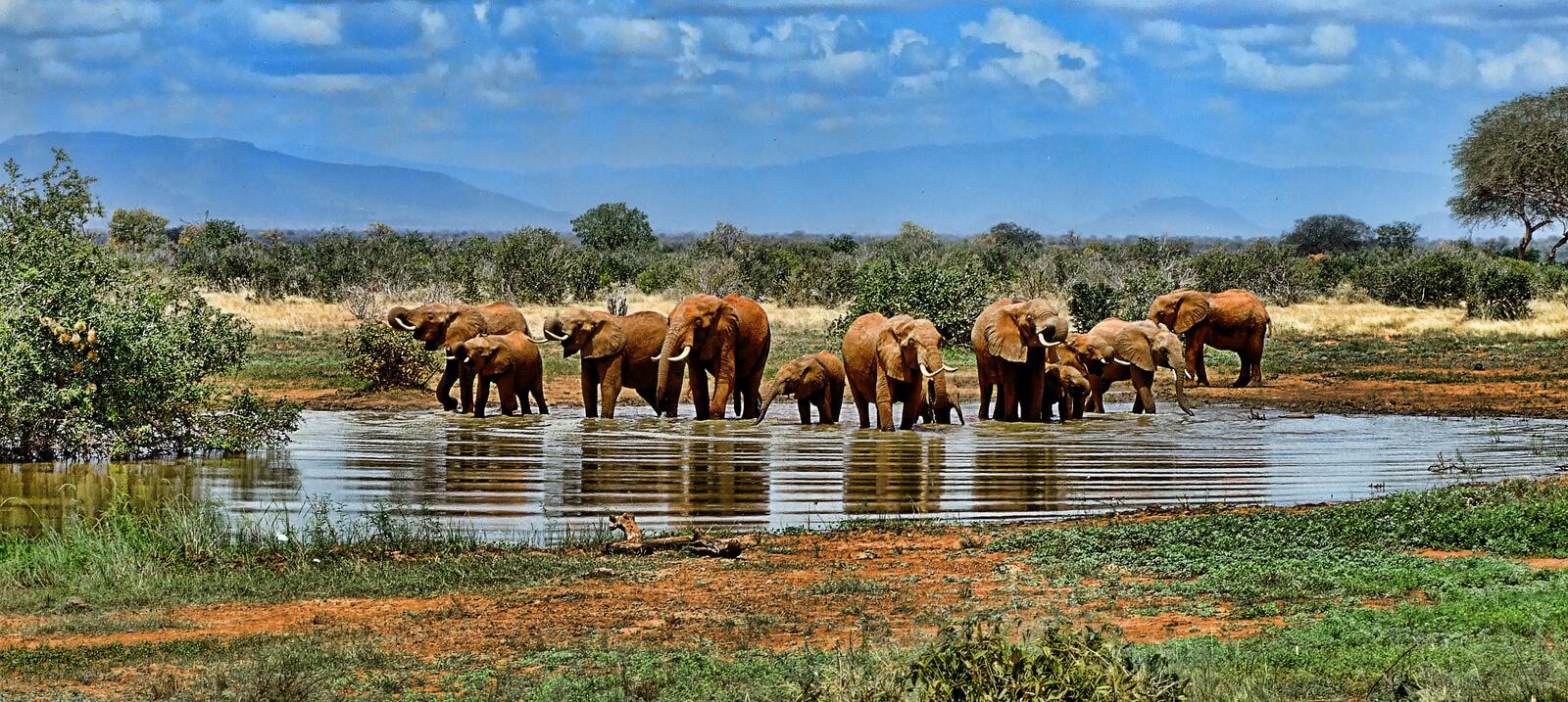 Wallpapers elephant Safari ranch on the desktop