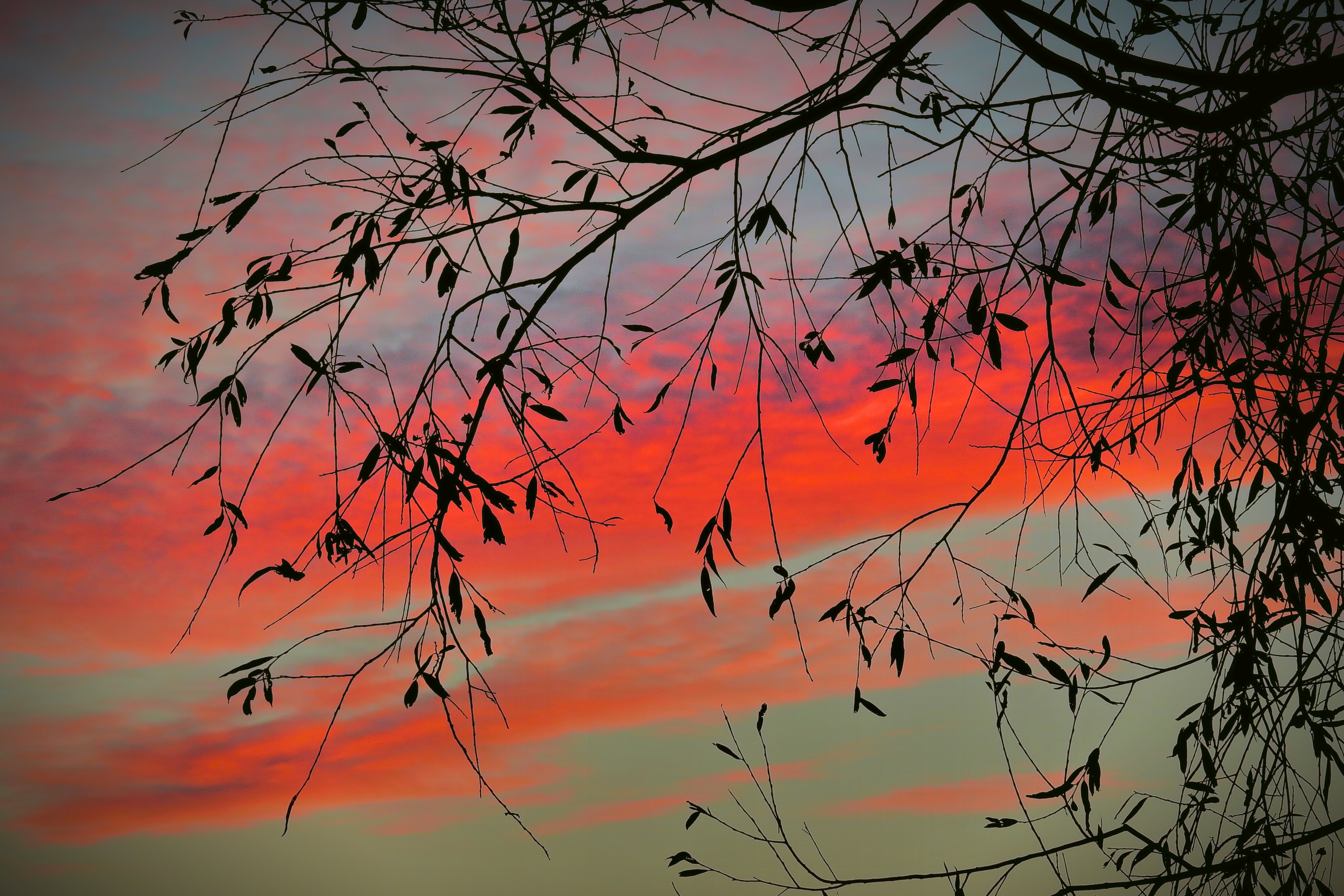 Wallpapers red sky twilight branch on the desktop