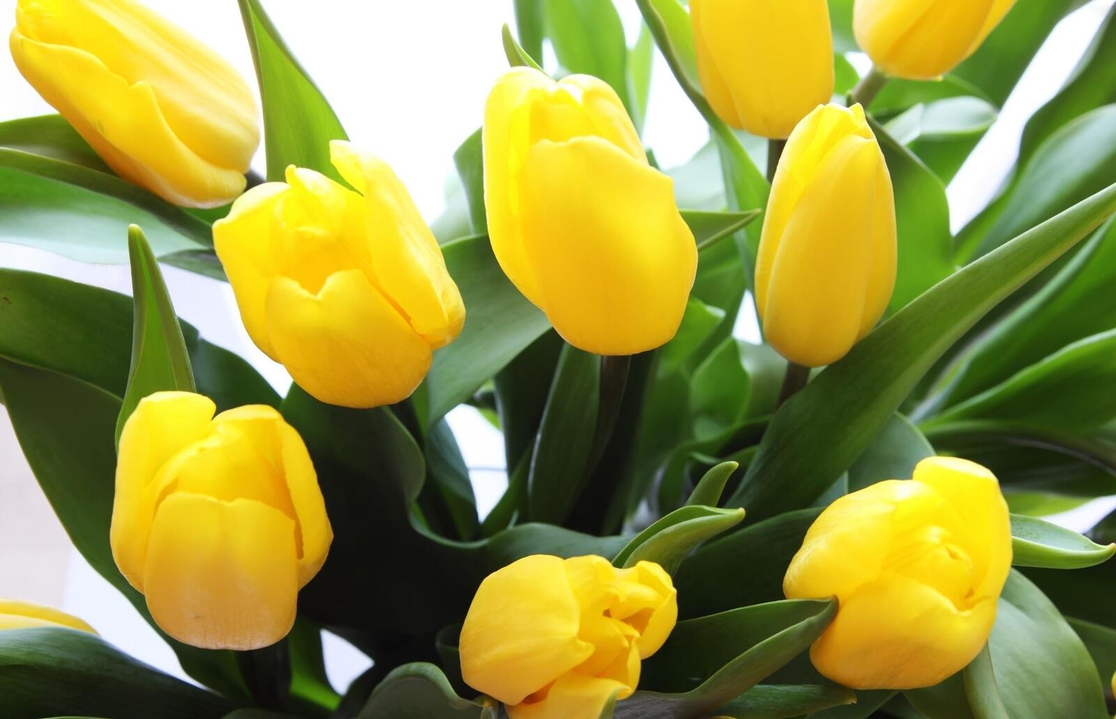 Free photo Bouquet of yellow tulips