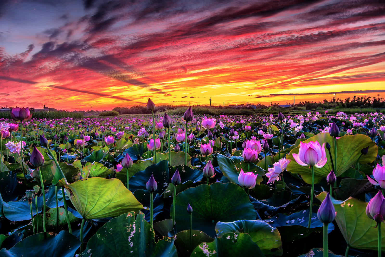Wallpapers sunset pond flowers on the desktop