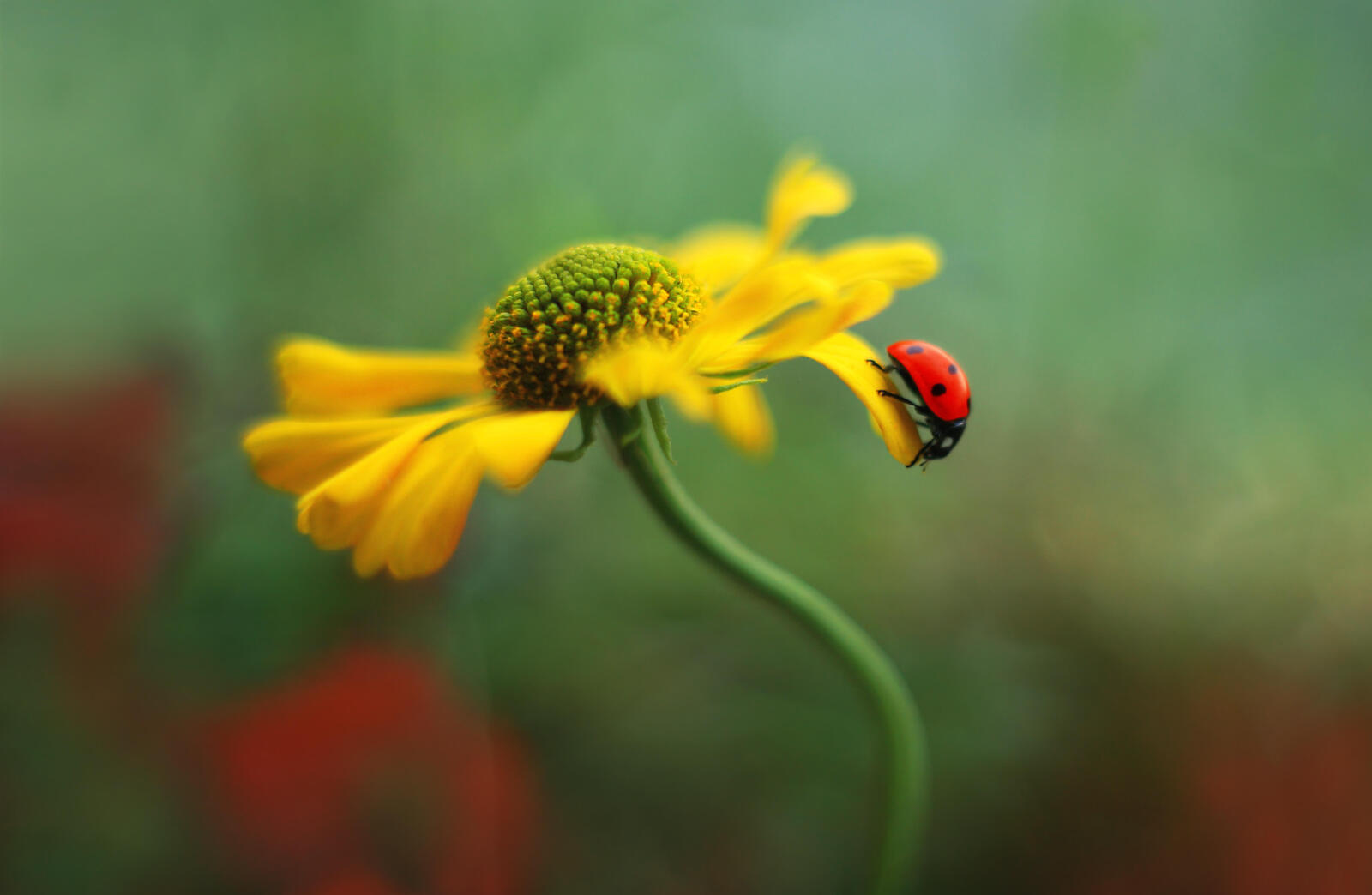 Wallpapers ladybug close-up flower on the desktop
