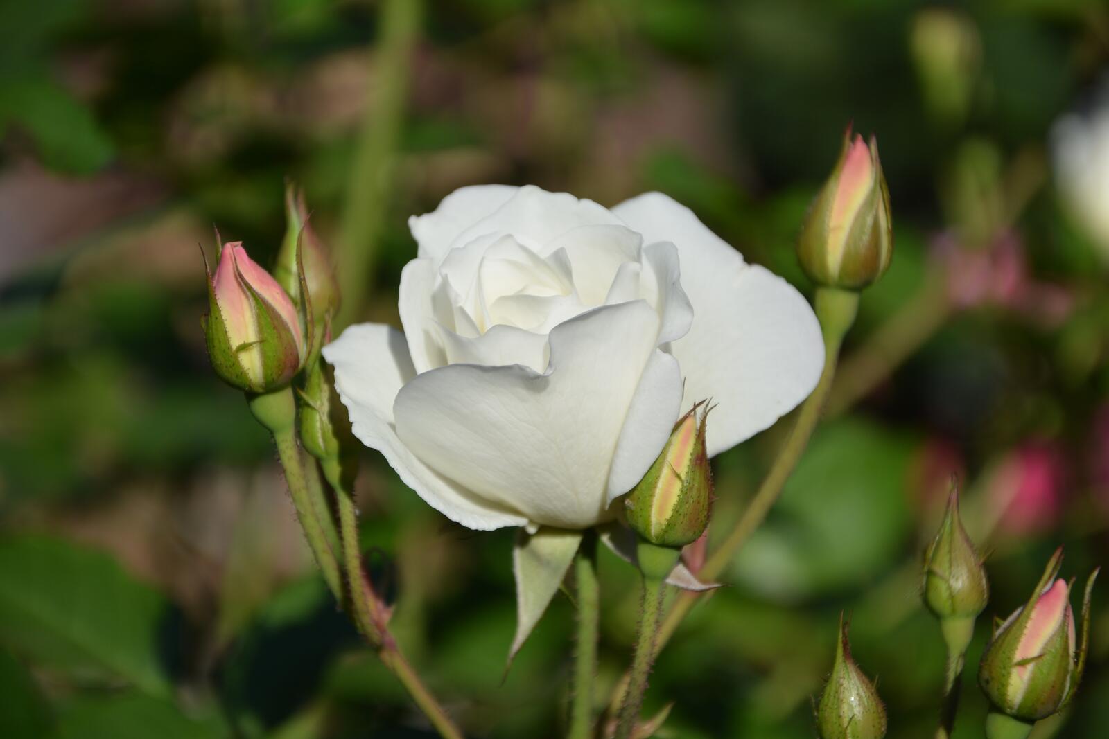 Обои бутон цветы обои белая роза на рабочий стол