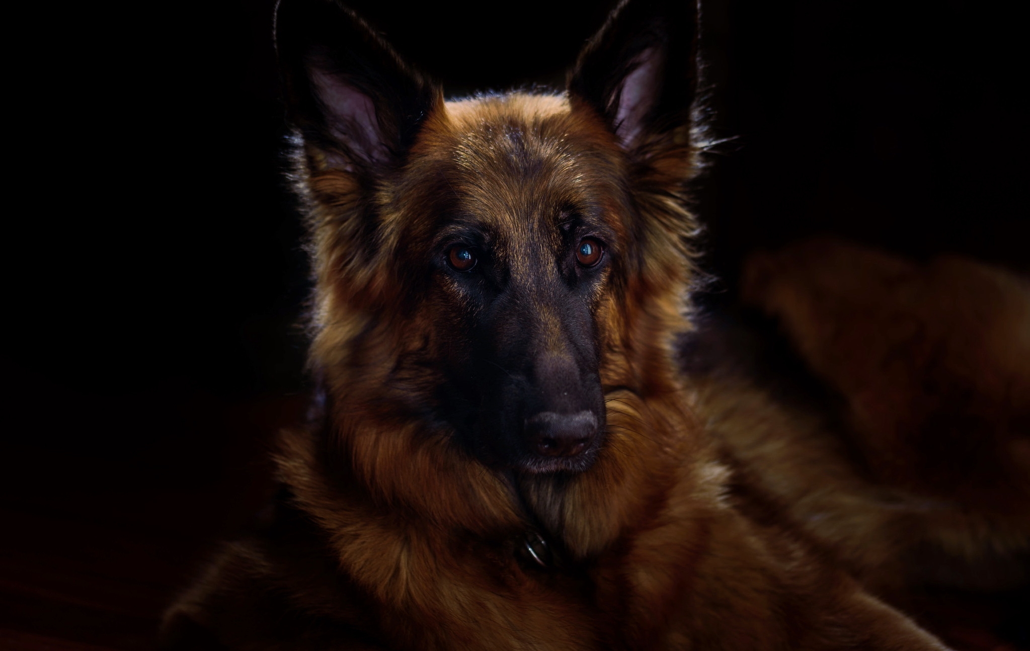 Фото бесплатно Немецкая овчарка, морда, собака