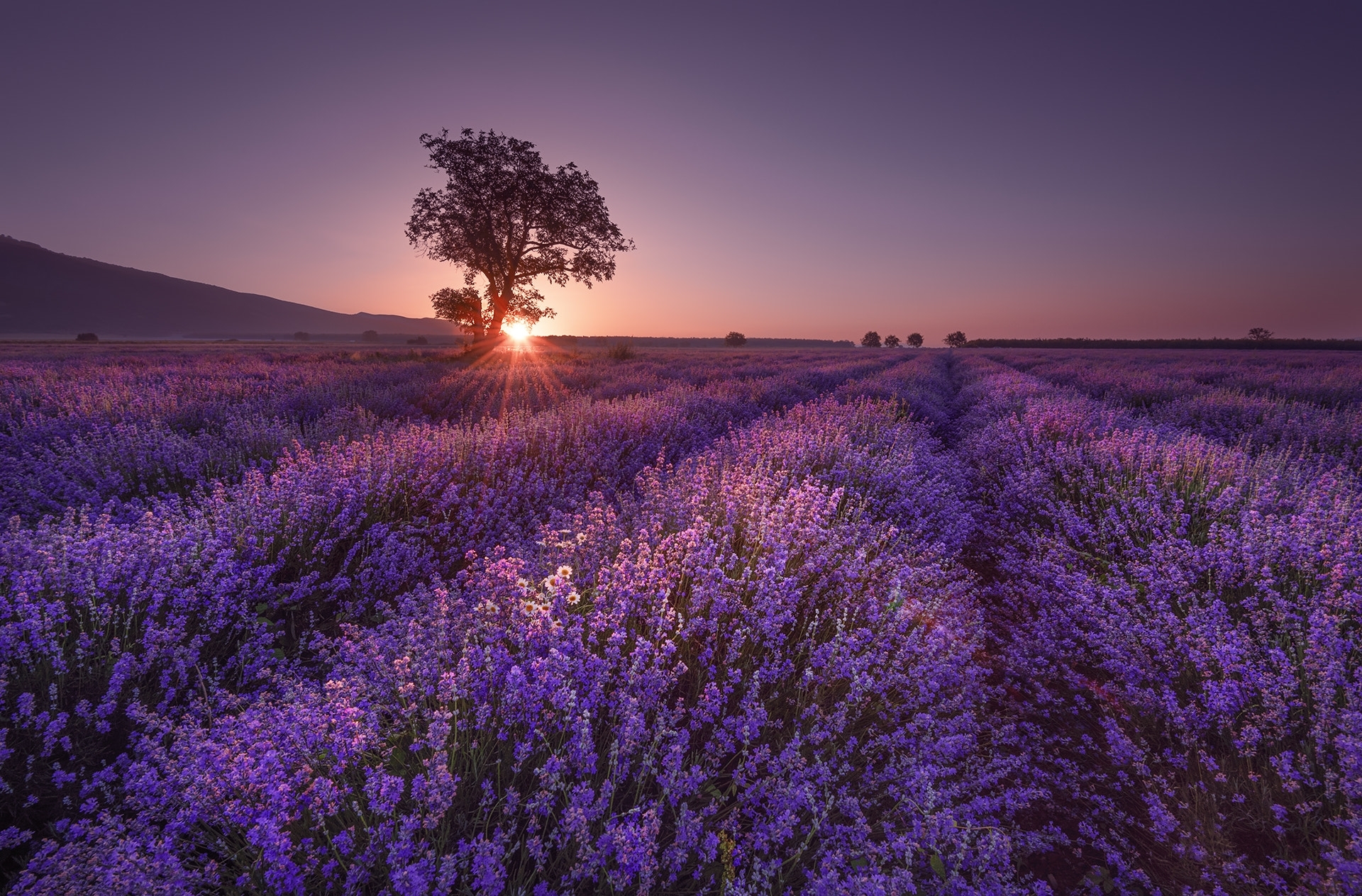 Wallpapers lavender field field landscape on the desktop