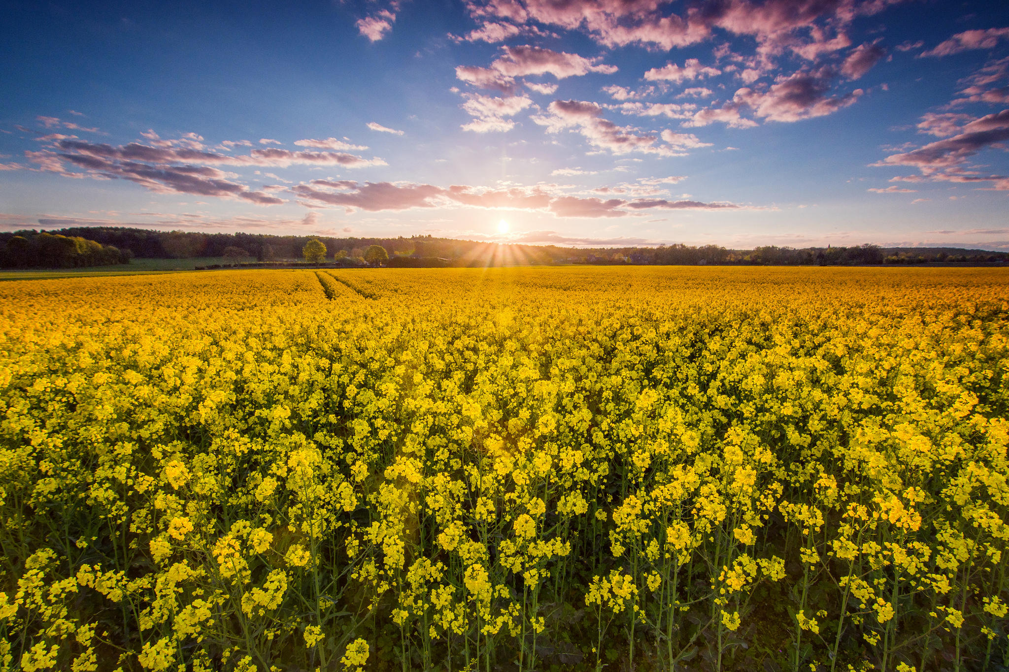 Фото бесплатно поле, закат, желтые цветы
