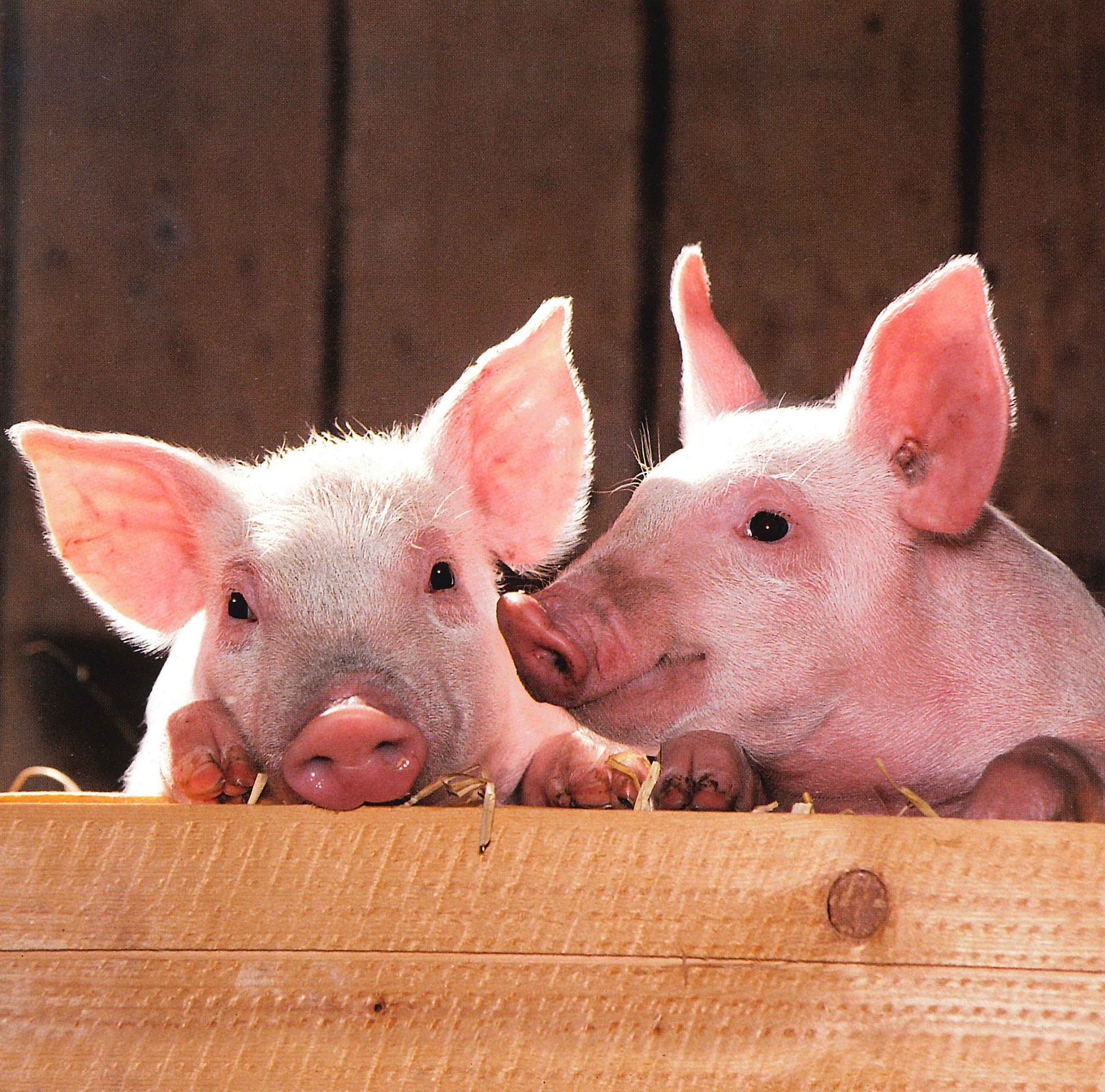 Фото домашняя свинья фауна малыши - бесплатные картинки на Fonwall