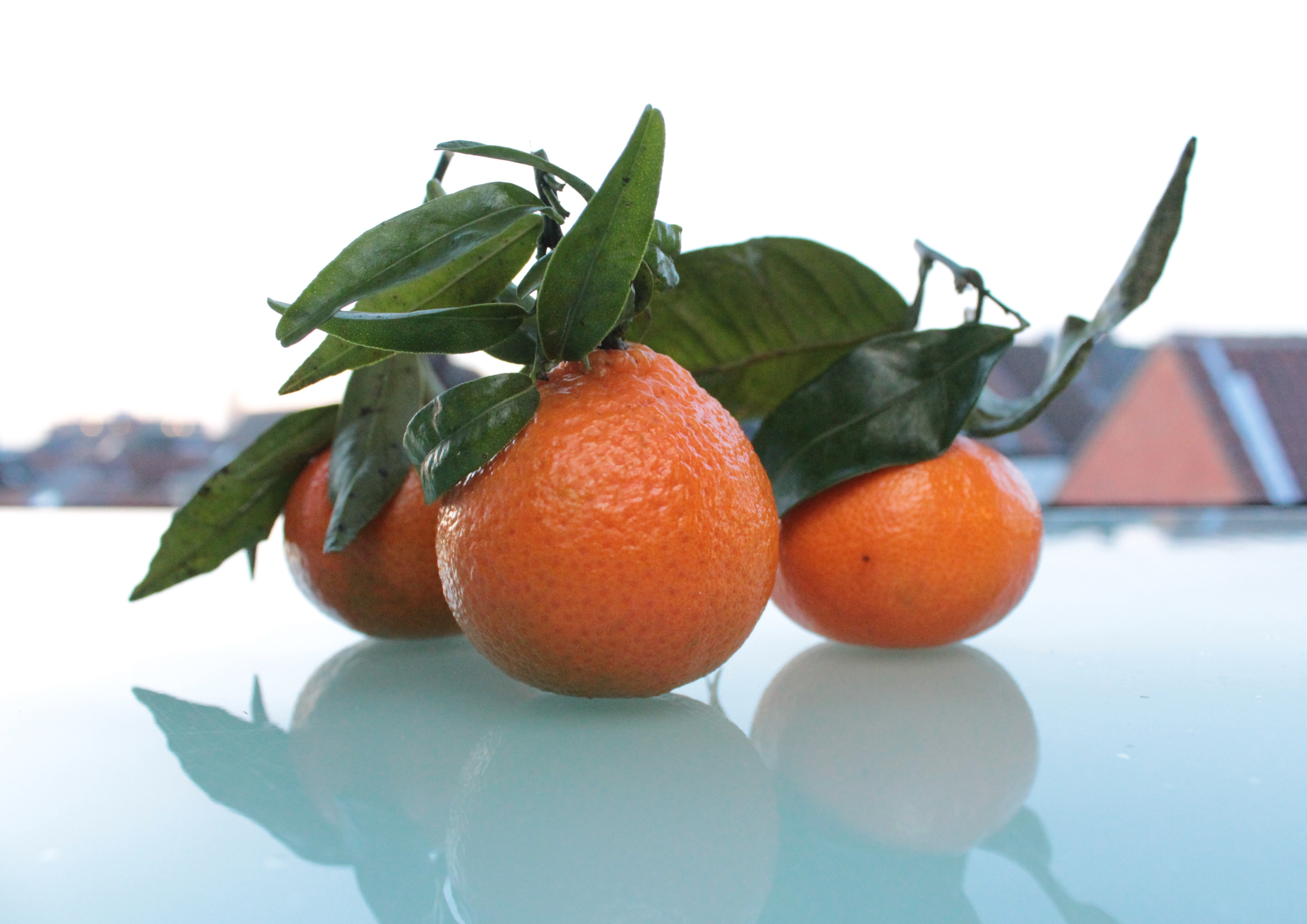 桌面上的壁纸食物 水果 橘子