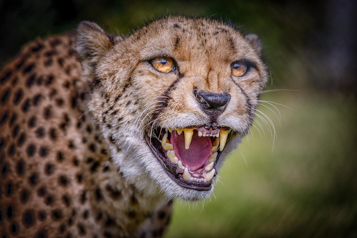 Cheetah shows teeth