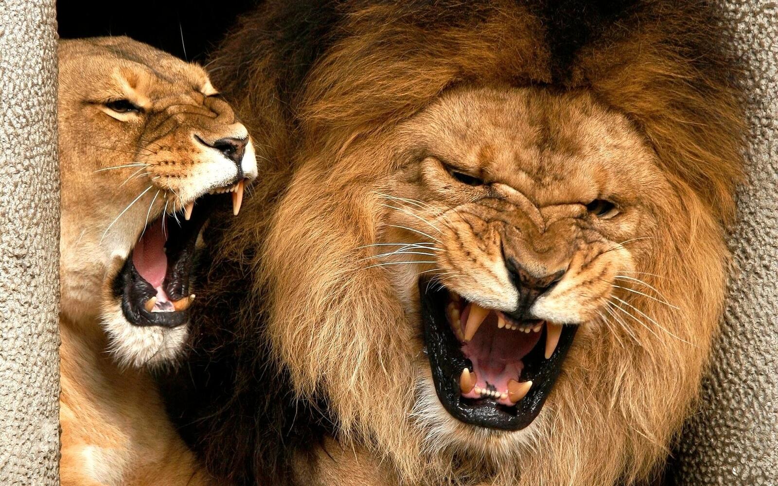 Обои лев львица грива на рабочий стол