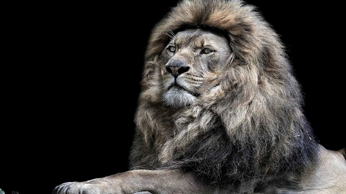 Majestic lion on black background