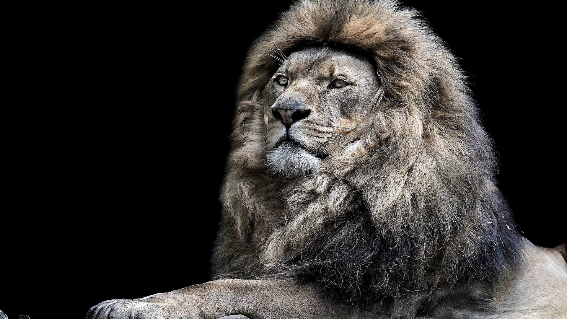 Бесплатное фото Величественный лев на черном фоне