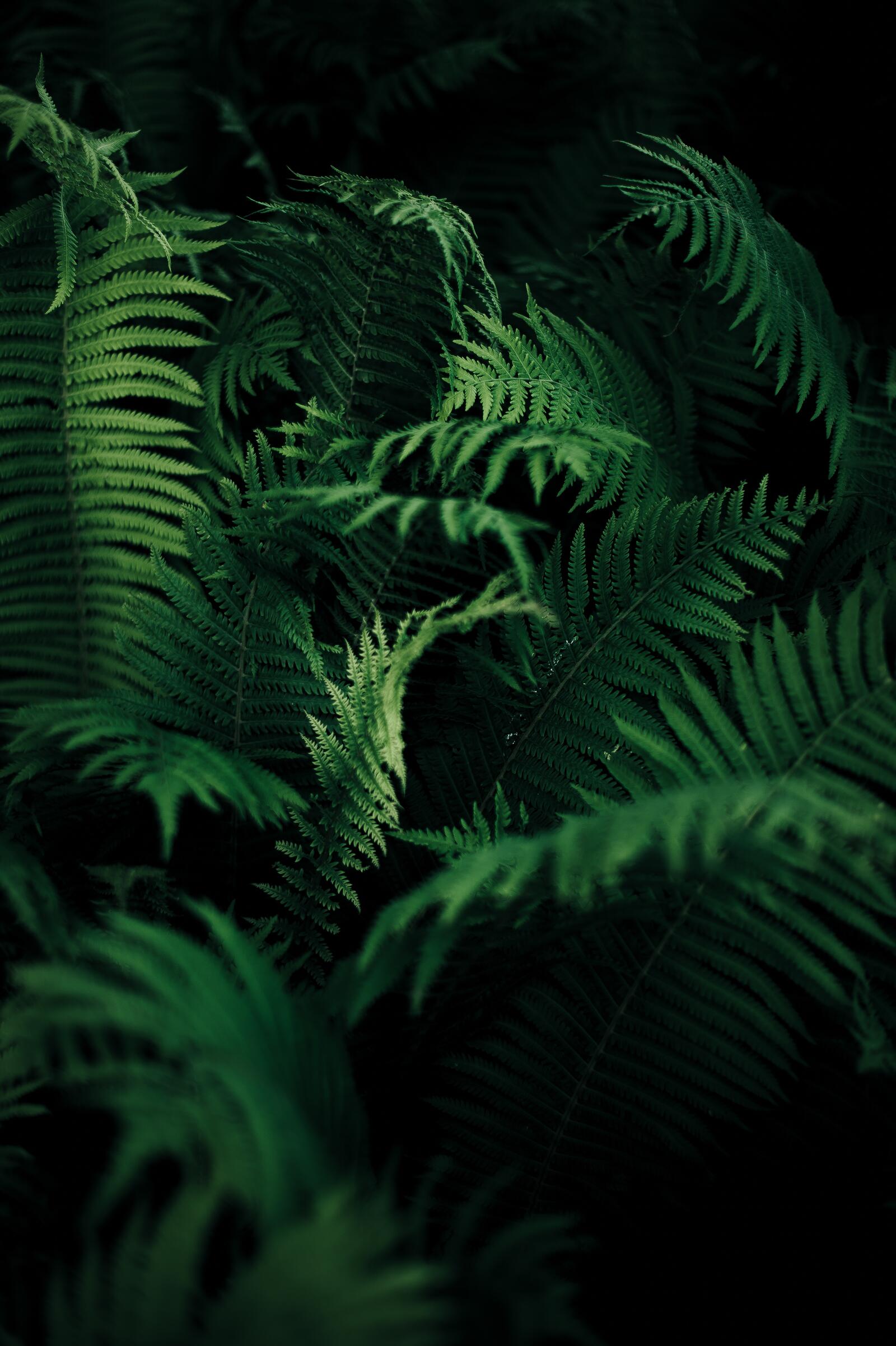 Wallpapers nature ferns plants on the desktop