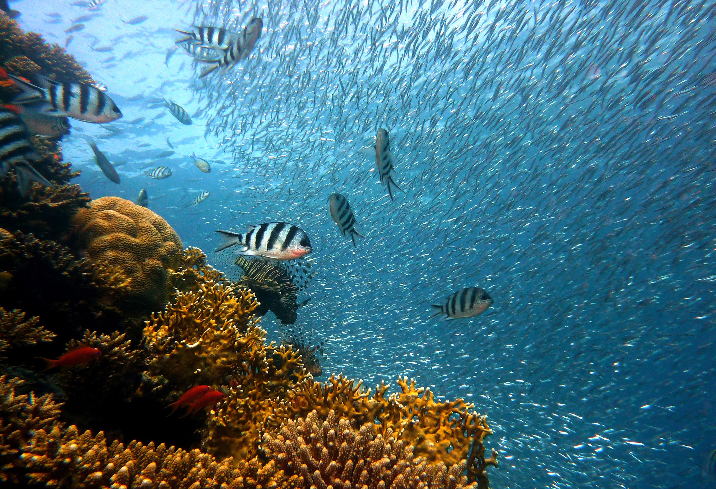 Фото бесплатно красочный, коралловый риф, море