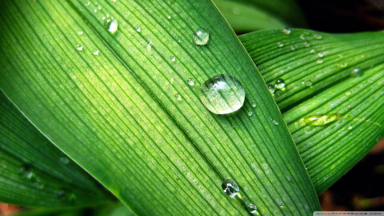 Бесплатное фото Капелька воды на большом зеленом листке