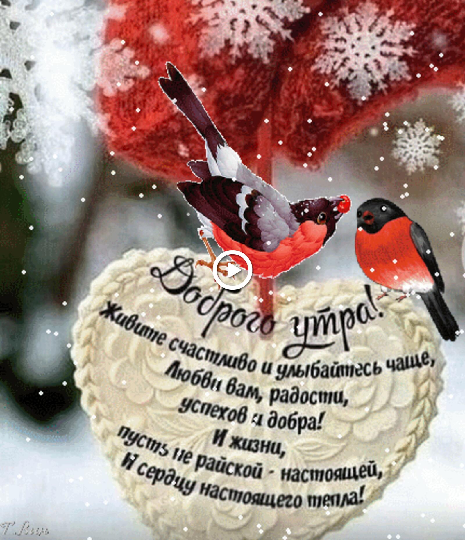 A postcard on the subject of snow bullfinches winter morning wish for free