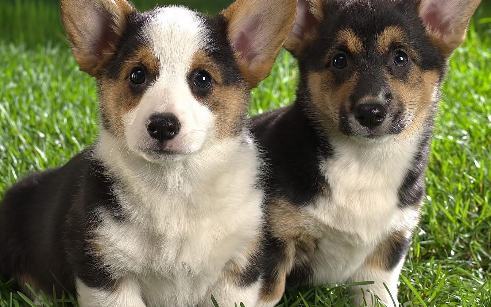 Wallpapers dog couple puppies on the desktop