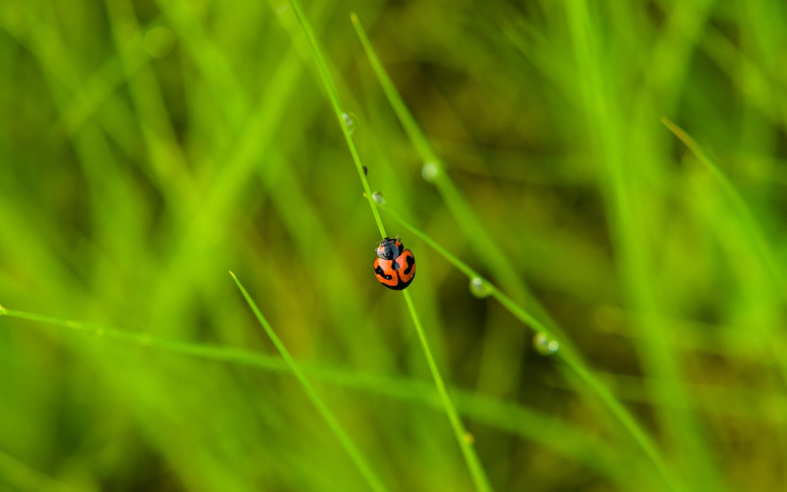 Wallpapers ladybug insects plants on the desktop