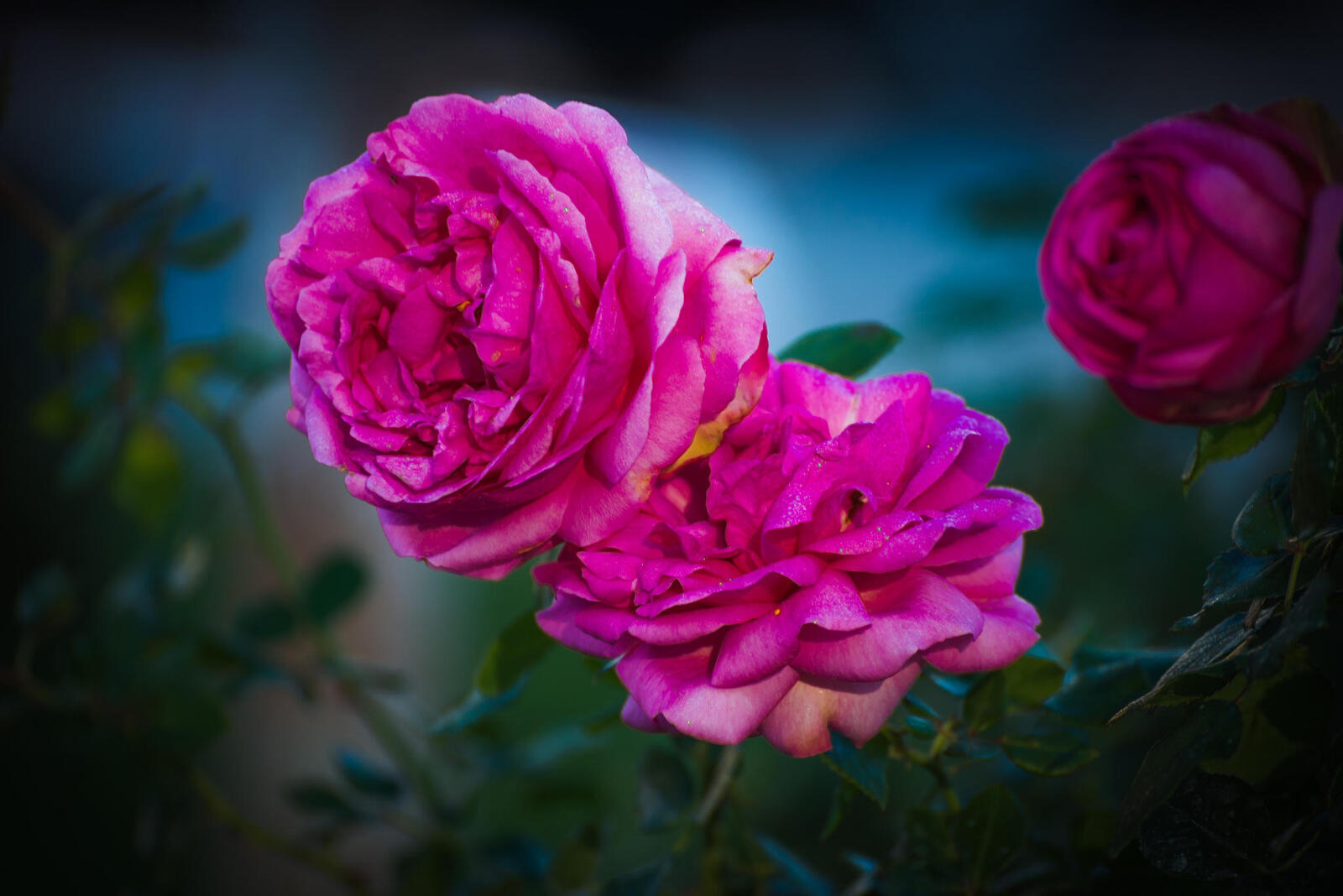 Обои роза розы розовые лепестки на рабочий стол