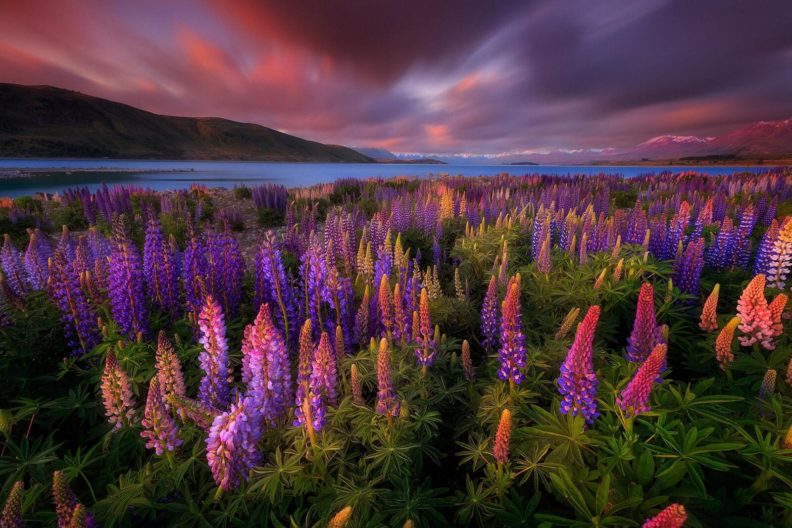 Wallpapers landscape lupine mountains on the desktop