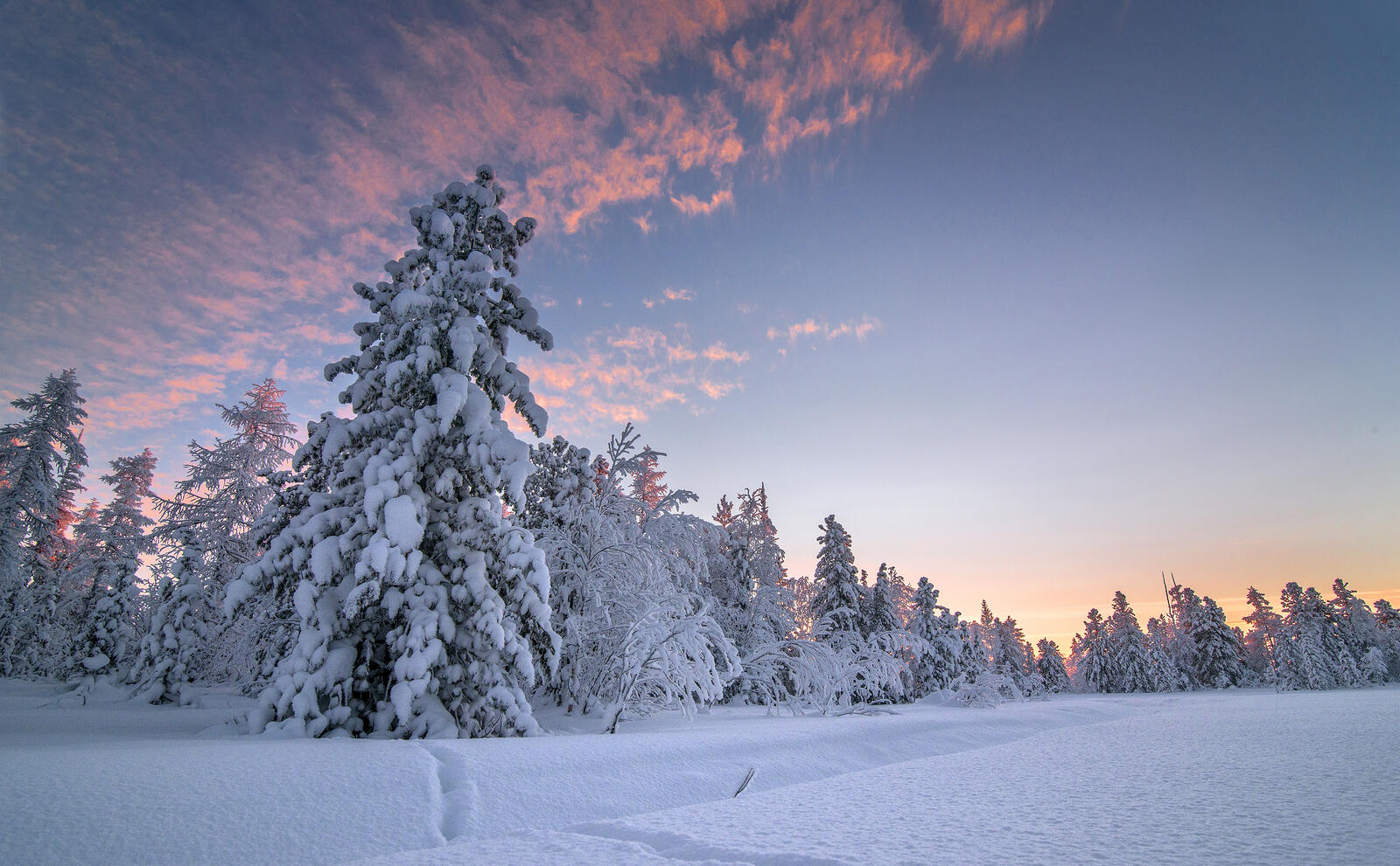 Бесплатное фото Большие осадки снега в лесу