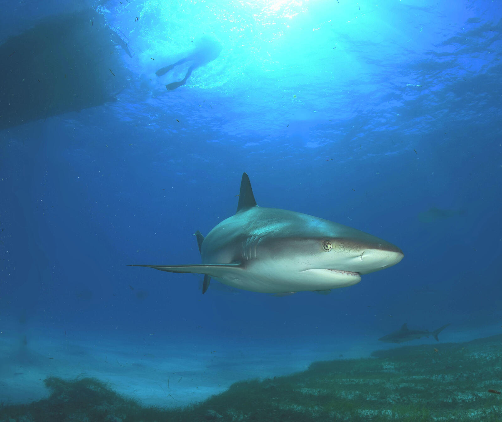 Wallpapers shark head shark underwater world on the desktop