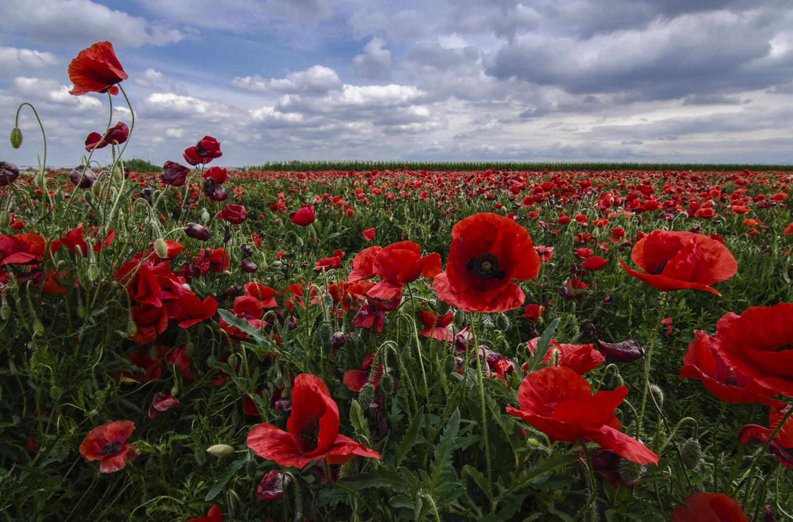 Wallpapers poppies field red flowers on the desktop
