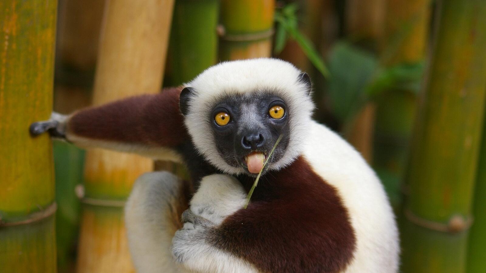 Wallpapers primacy fauna lemur on the desktop