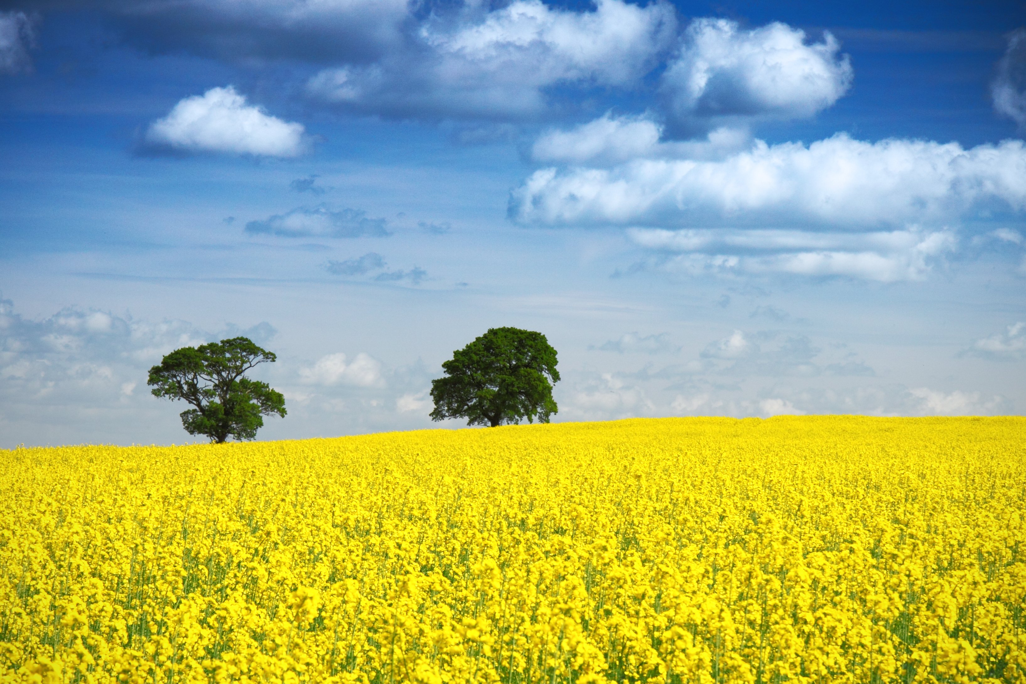 Wallpapers plant yellow field yellow flowers on the desktop