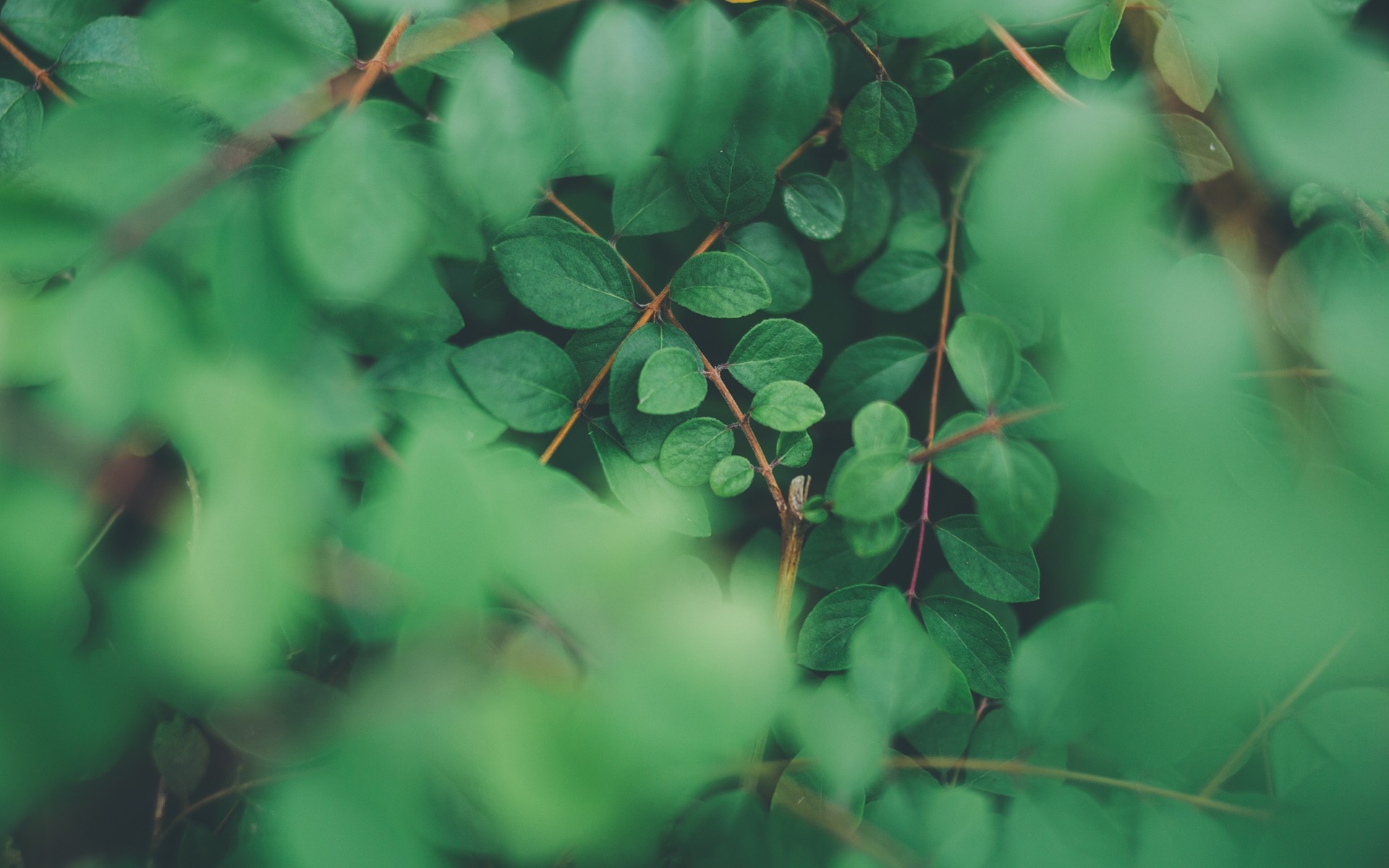 Обои природа зеленые листья ветви на рабочий стол