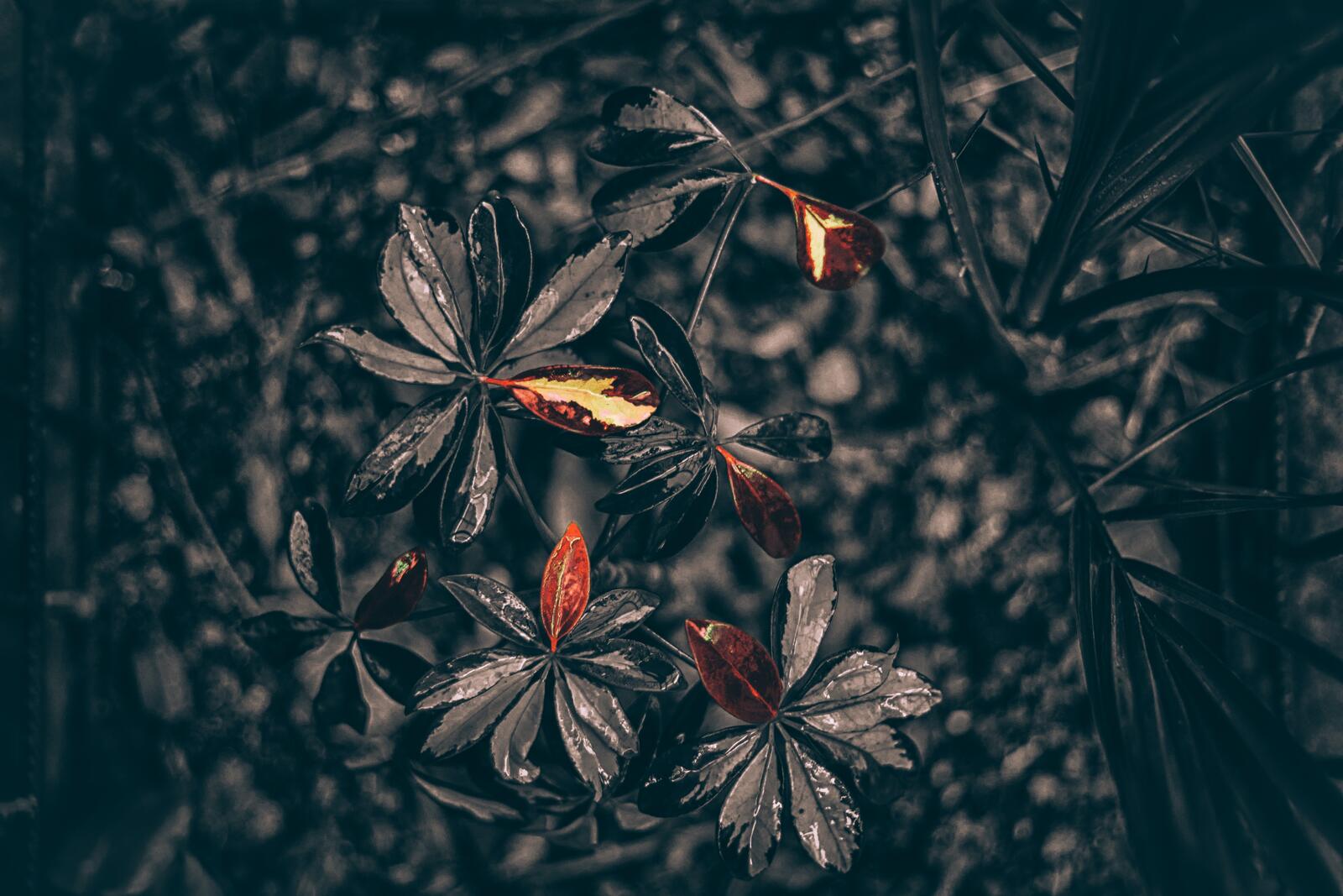 Бесплатное фото Засохшие листья