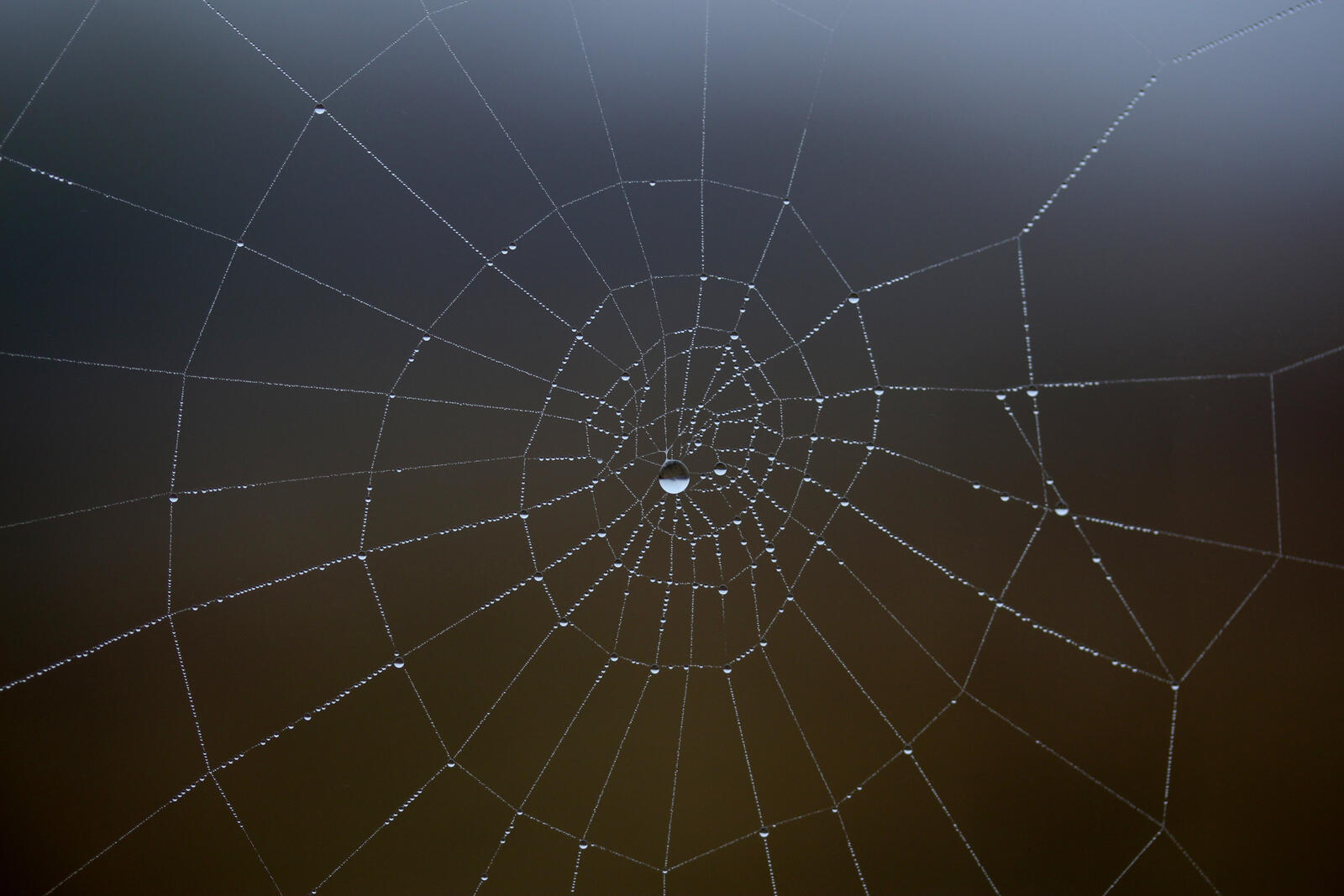 Wallpapers spider web water drop on the desktop