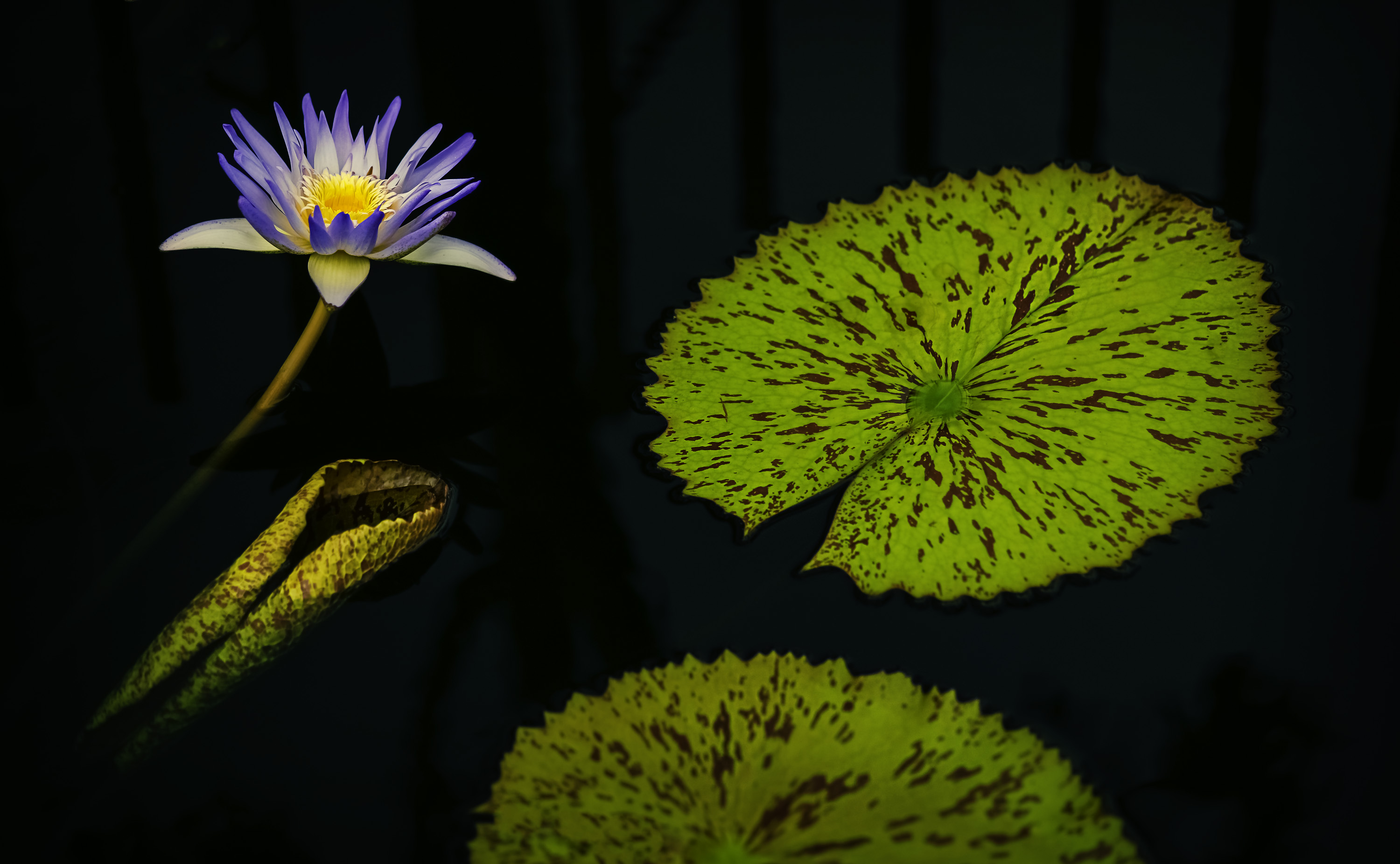 Wallpapers water Lily pond plant on the desktop